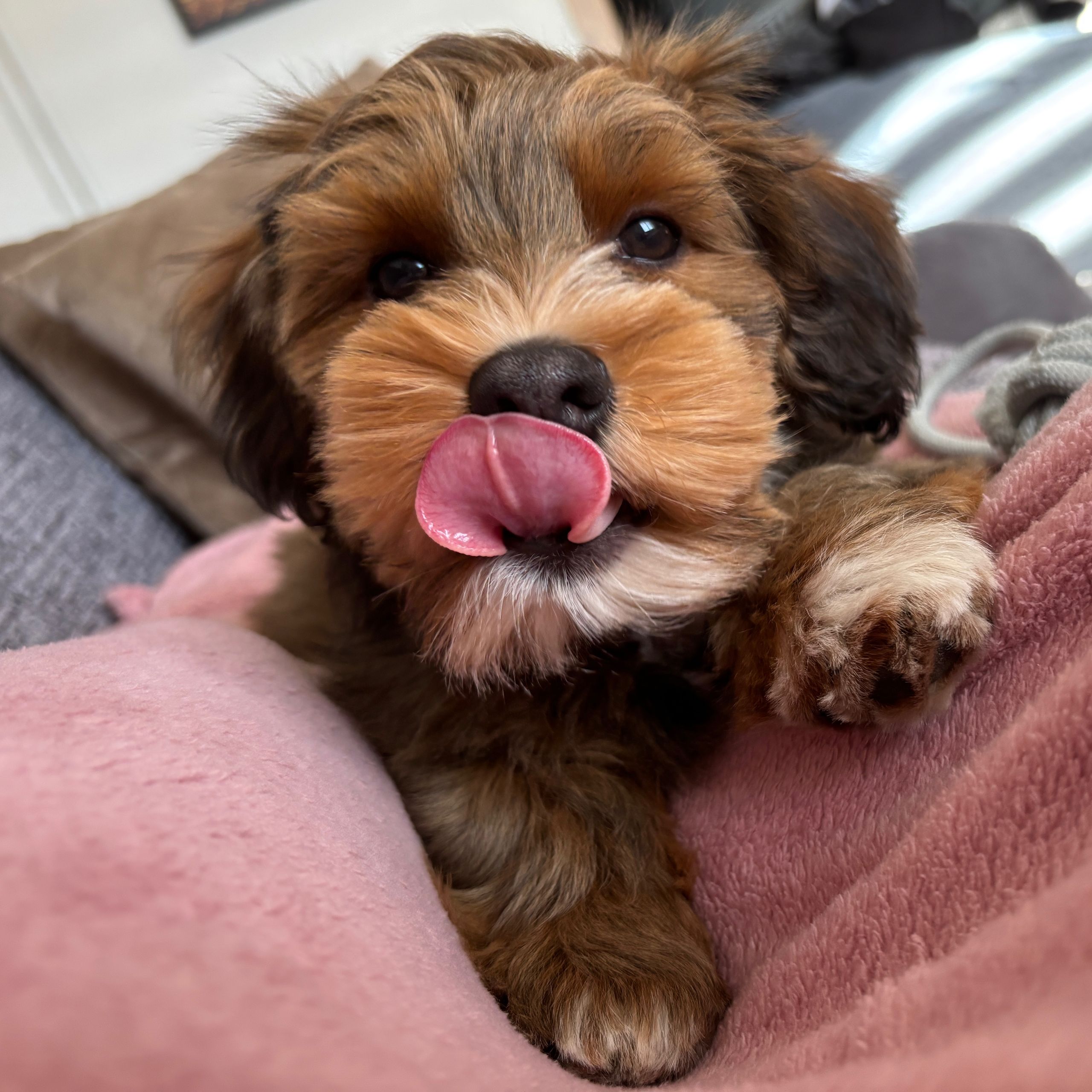 Soutěžní fotografie - Buddy,  Havanský psík