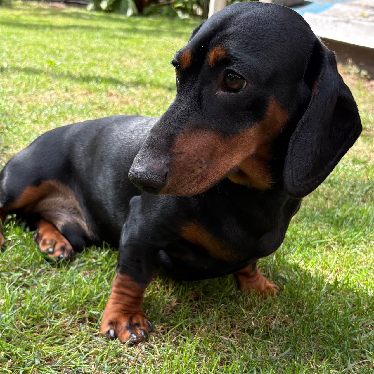 Soutěžní fotografie - Benny,  Jezevčík