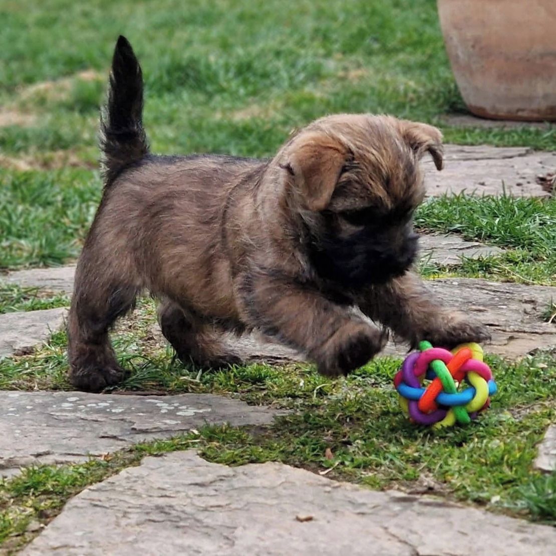 Soutěžní fotografie - Glimmer of Glen,  Cairn Terier