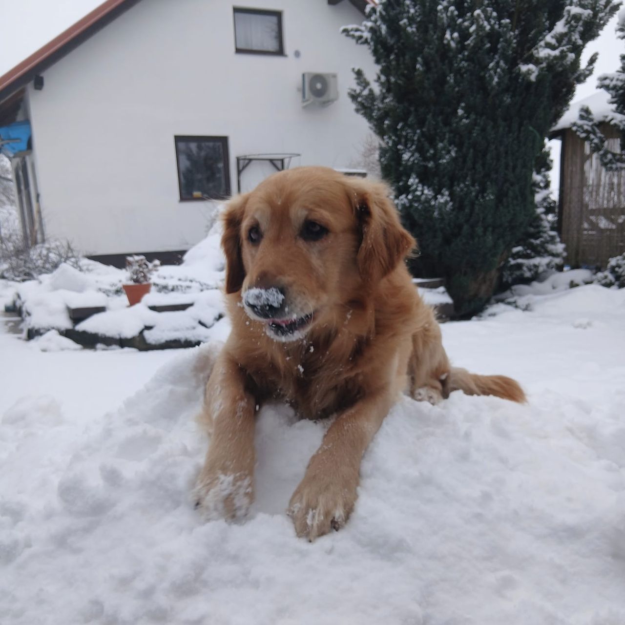 Soutěžní fotografie - Fargo,  Zlatý retriever