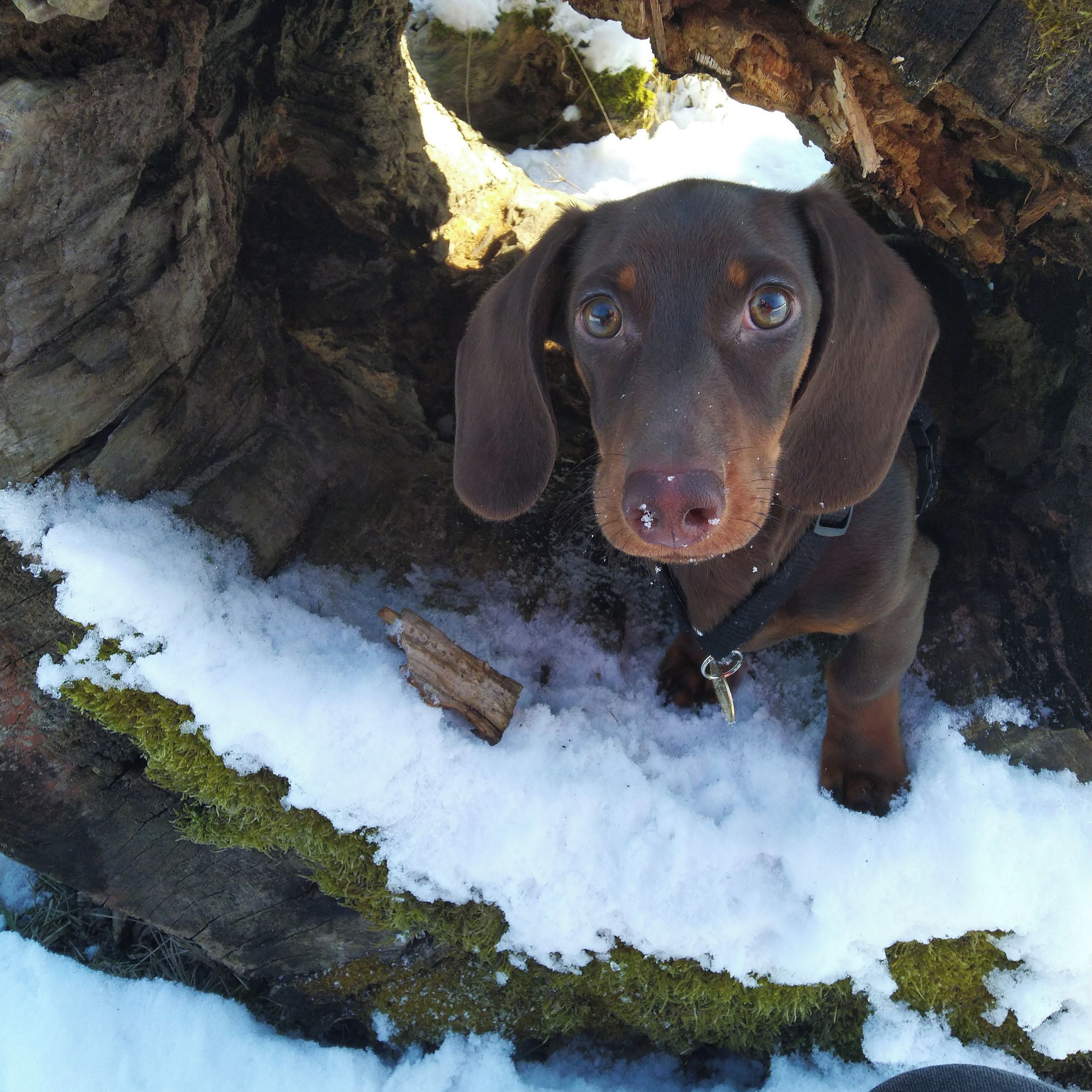 Soutěžní fotografie - Brok,  Jezevčík