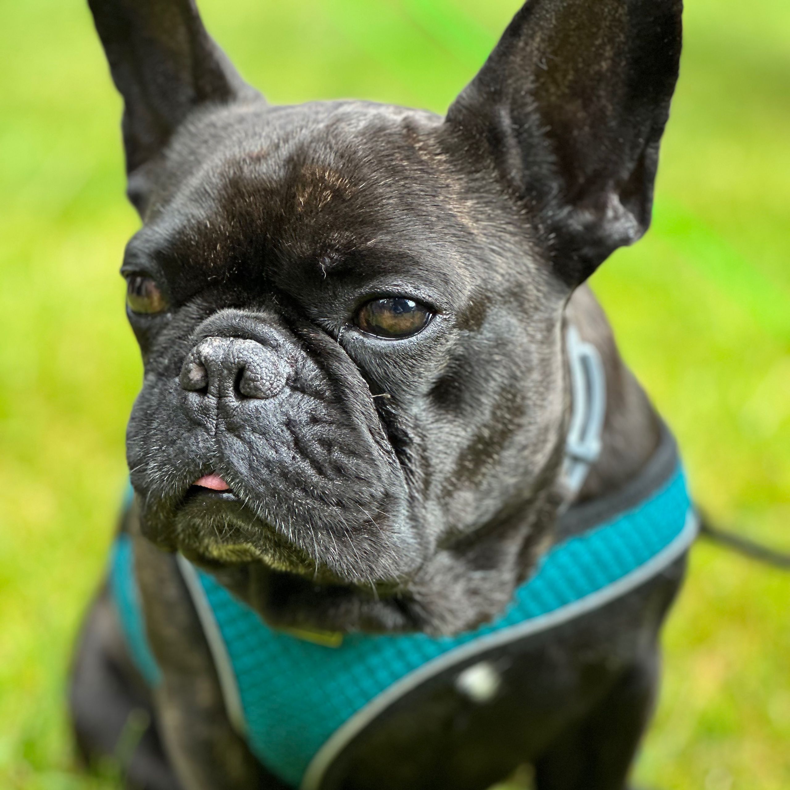 Soutěžní fotografie - Eda,  Francouzský buldoček