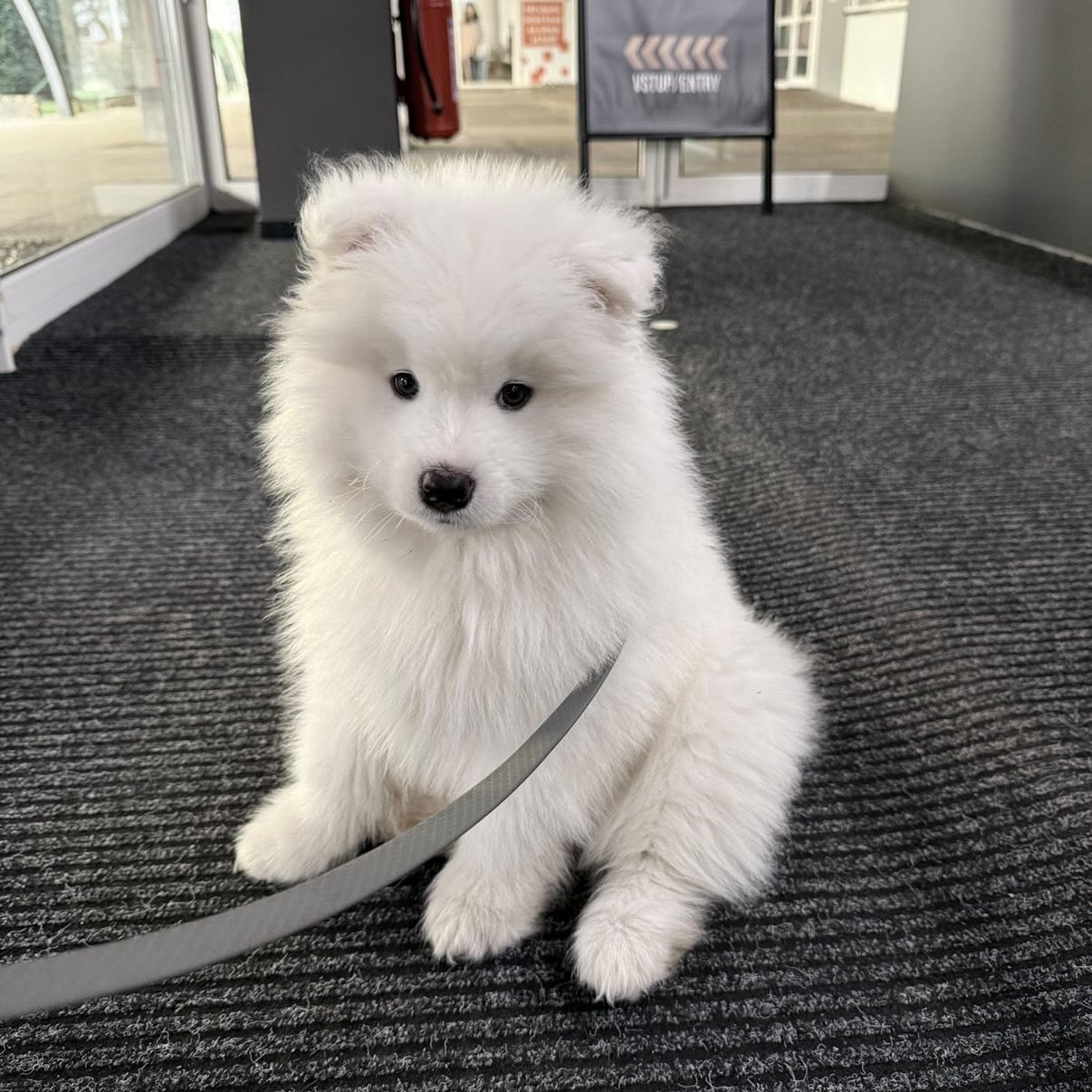 Soutěžní fotografie - Bublina,  Samojed