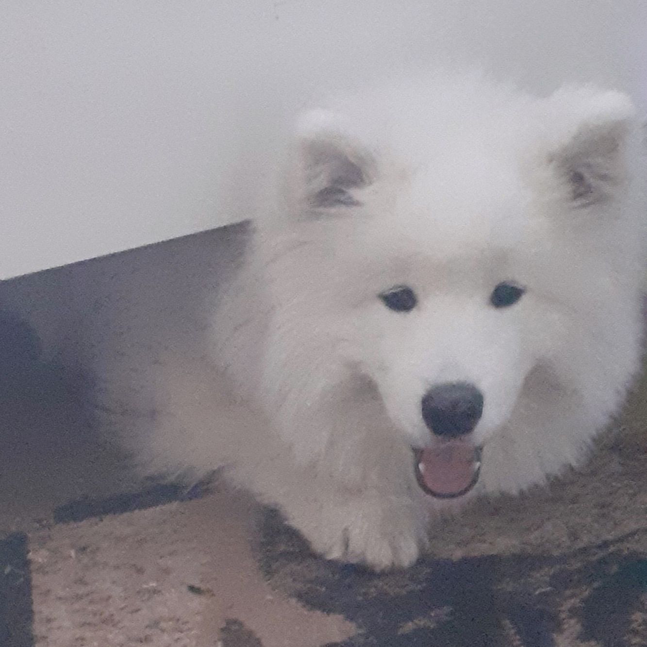 Soutěžní fotografie - Bob,  Samojed