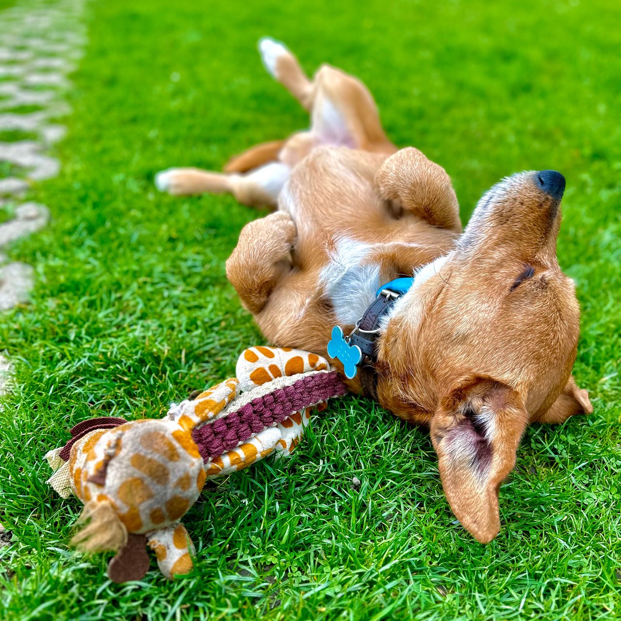 Soutěžní fotografie - Woody,  Ostatní