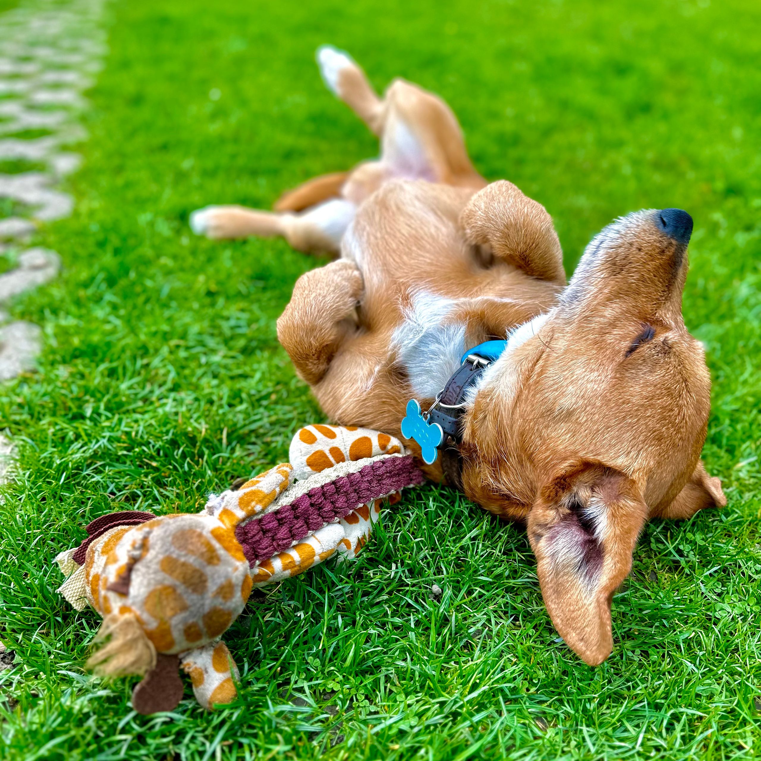 Soutěžní fotografie - Woody,  Ostatní