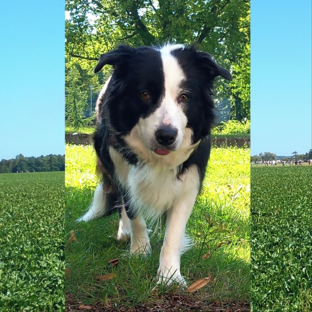 Soutěžní fotografie - Arya,  Border kolie