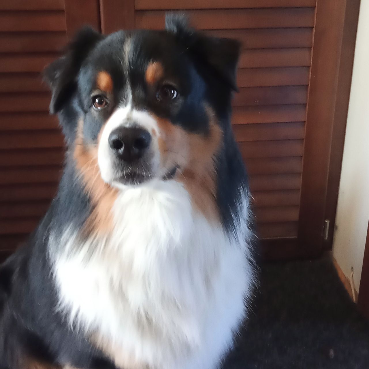 Soutěžní fotografie - Cesar,  Australský ovčák