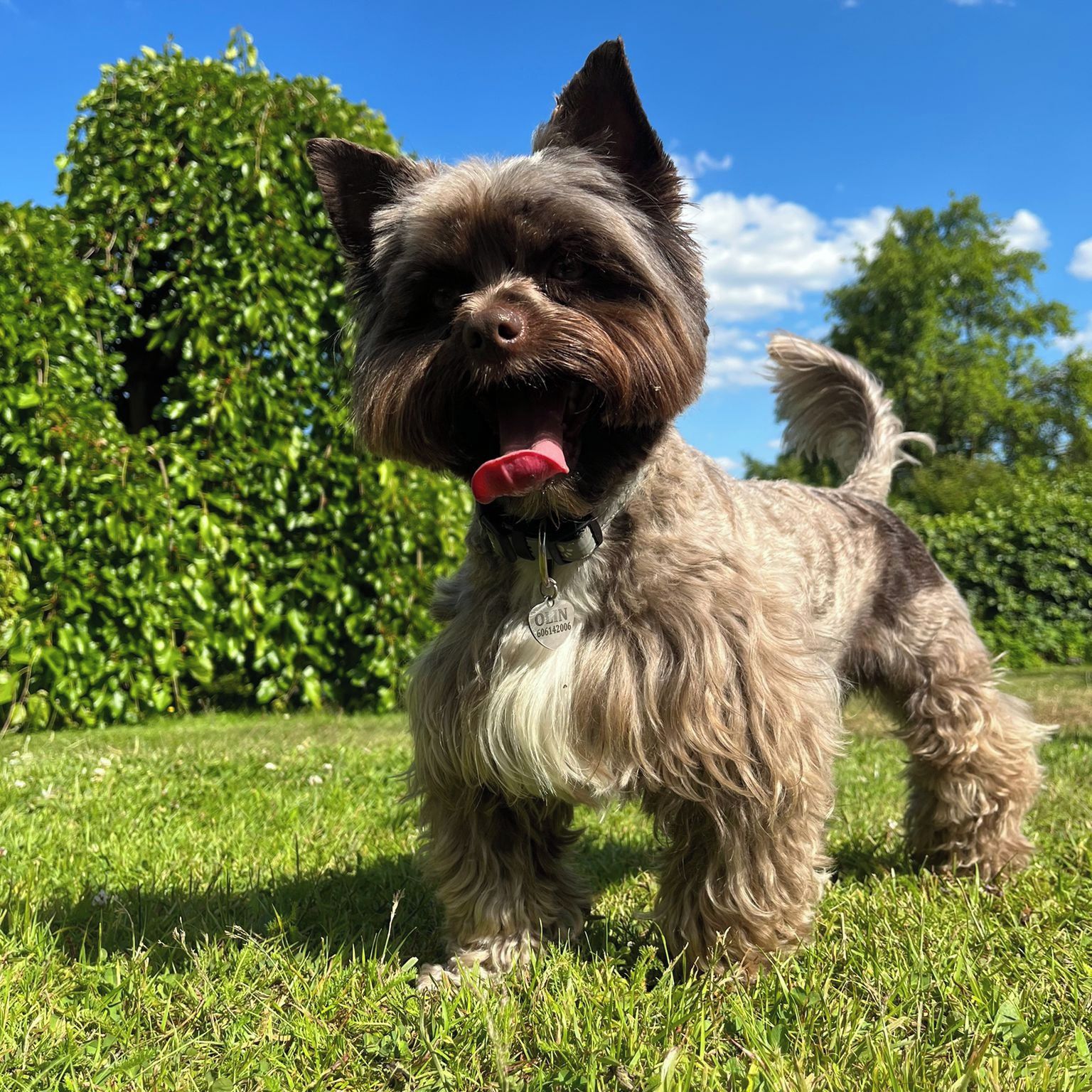 Soutěžní fotografie - Olin,  Yorkšírský terier