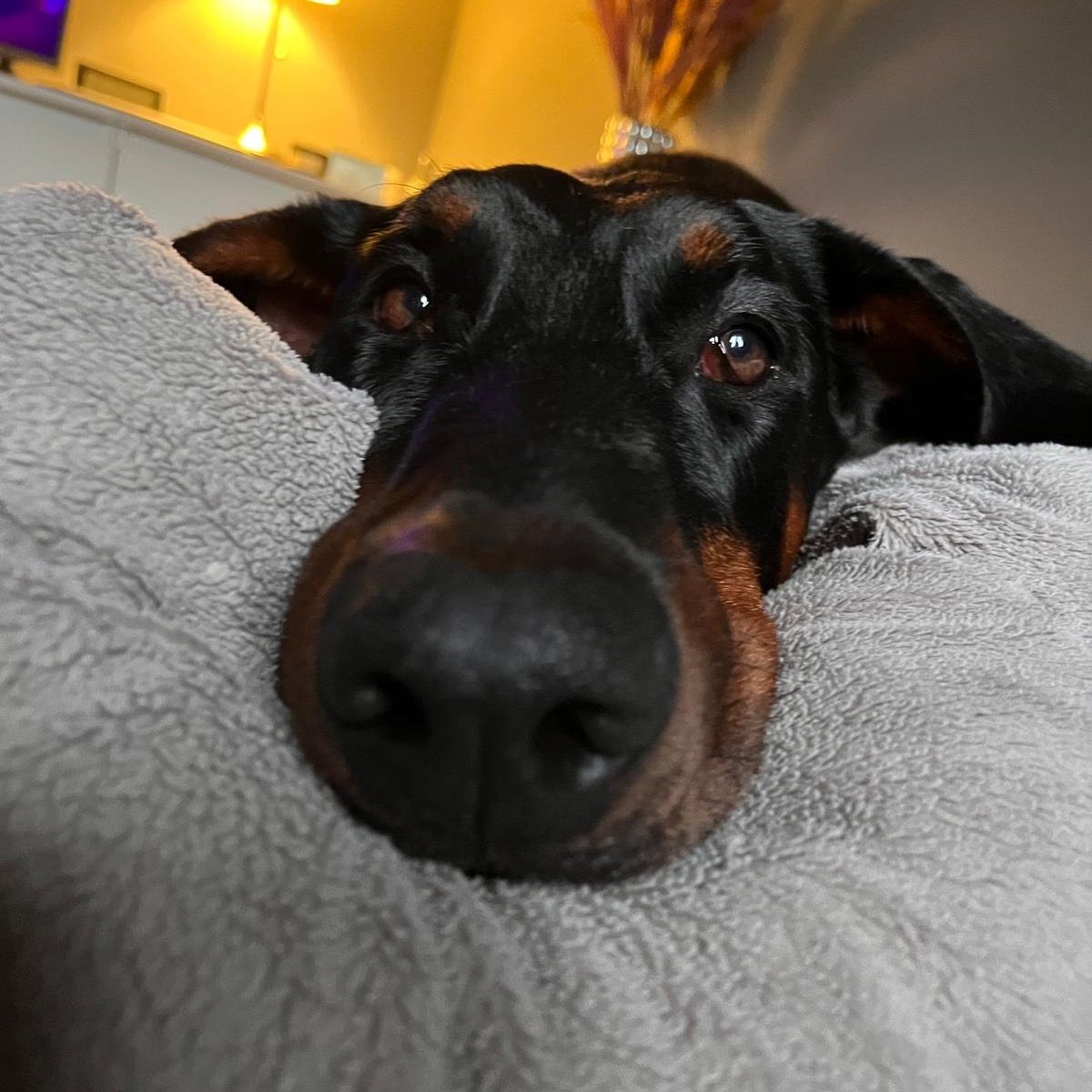 Soutěžní fotografie - Dixinka,  Dobrman