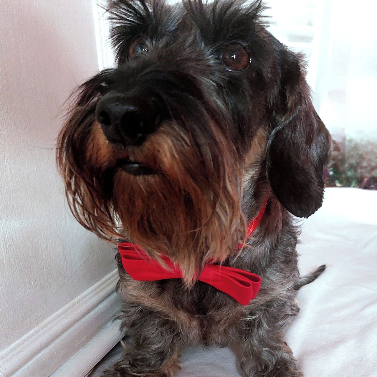 Soutěžní fotografie - Bruno Dogabo,  Jezevčík