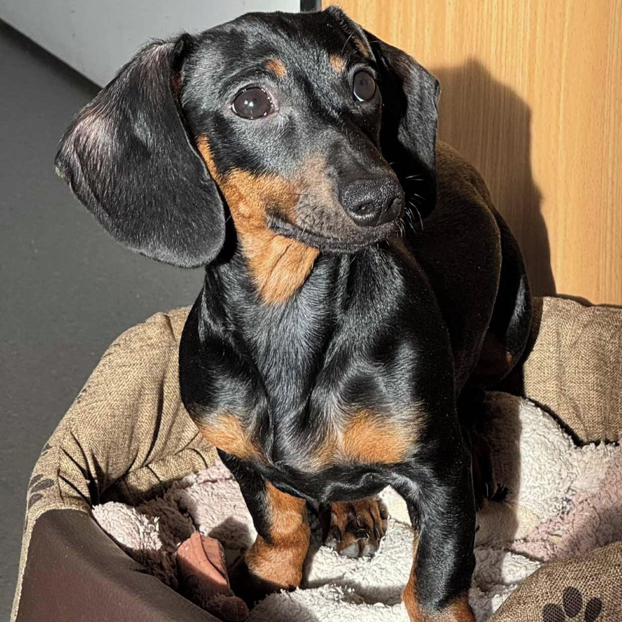 Soutěžní fotografie - Mia,  Jezevčík