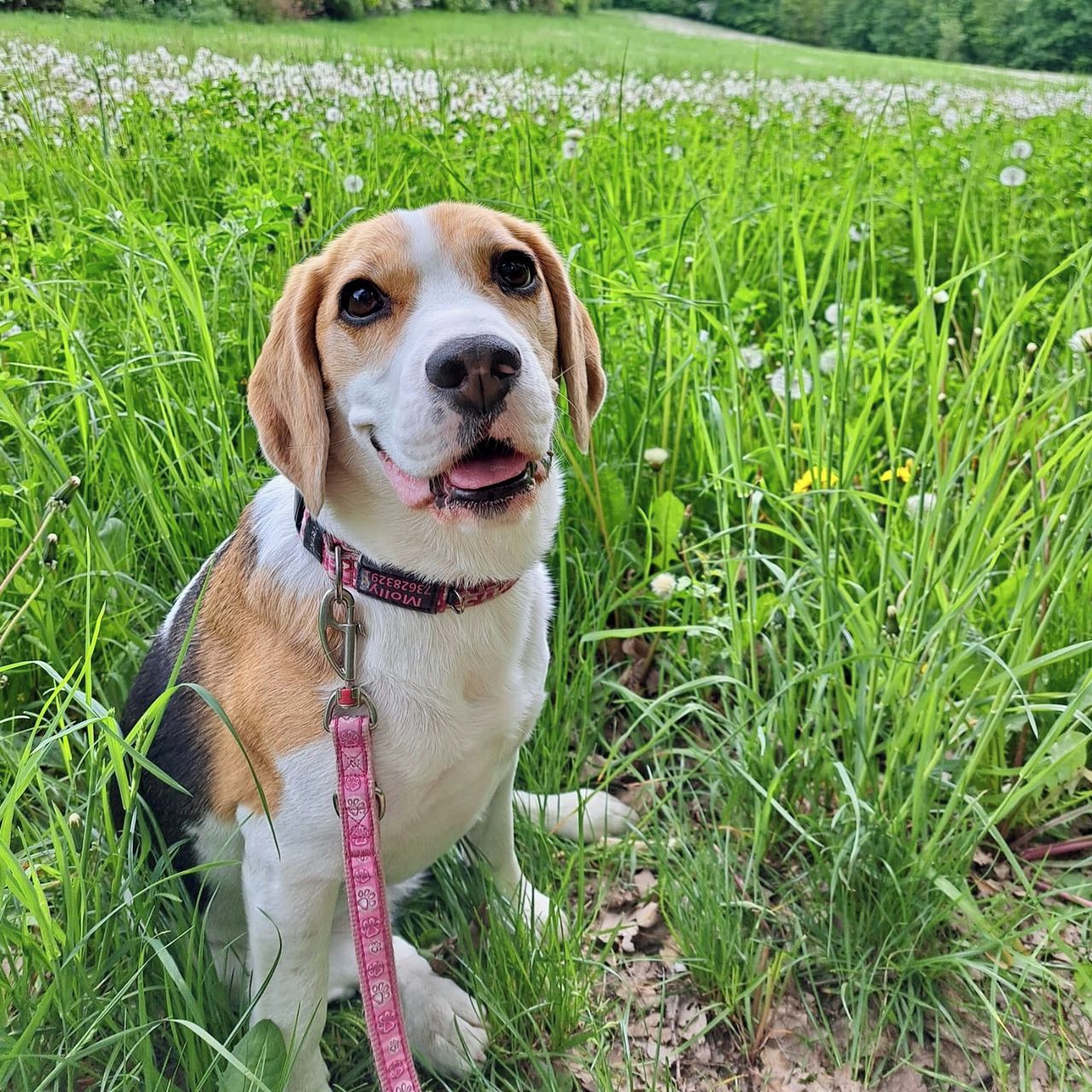 Soutěžní fotografie - Molly,  Beagle