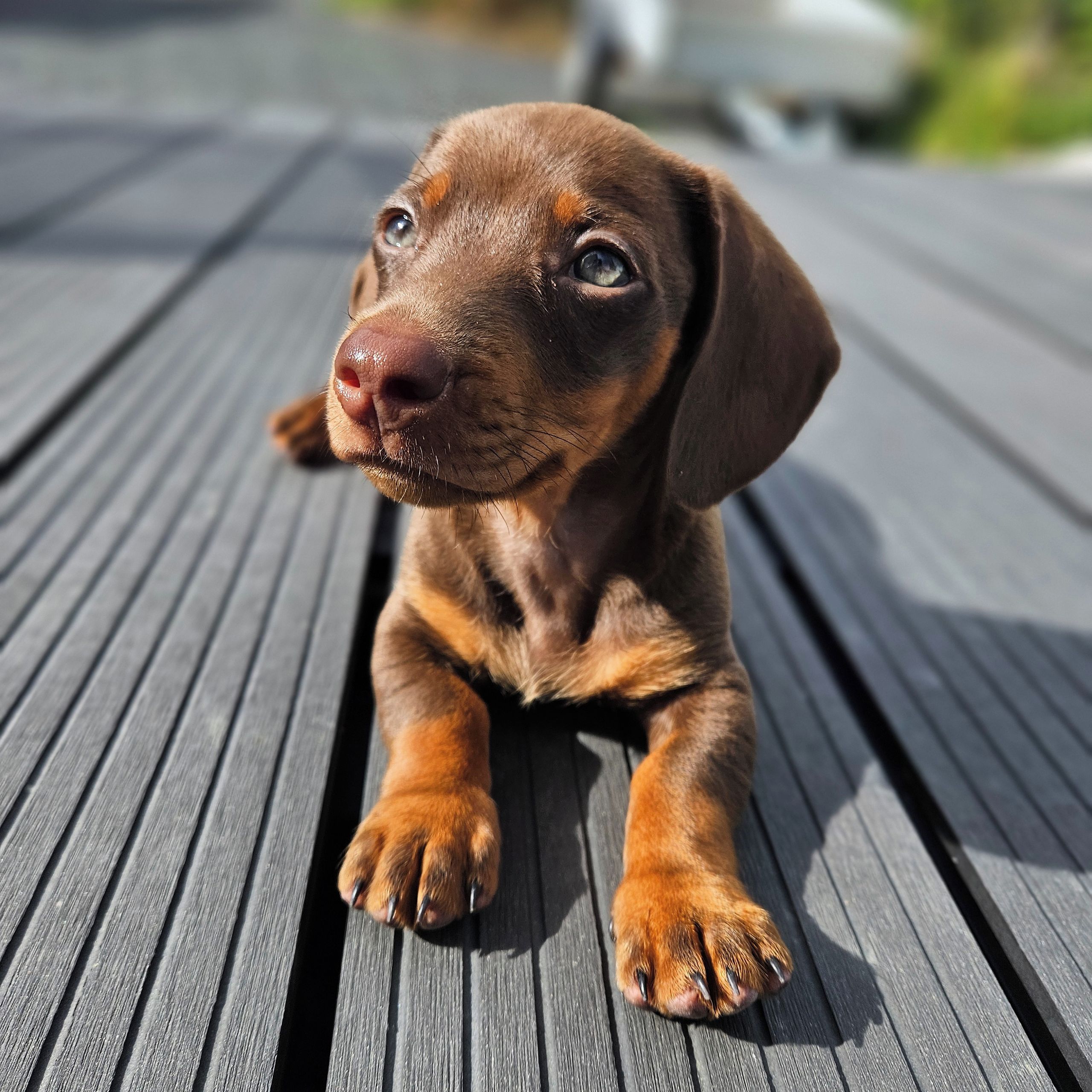 Soutěžní fotografie - Butch,  Jezevčík