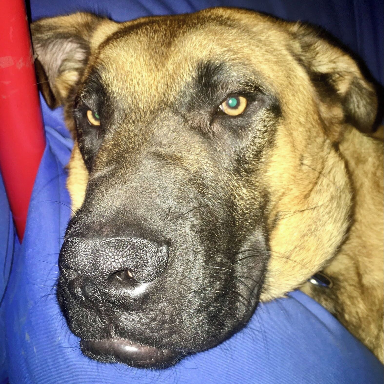 Soutěžní fotografie - Bedřich,  Ostatní