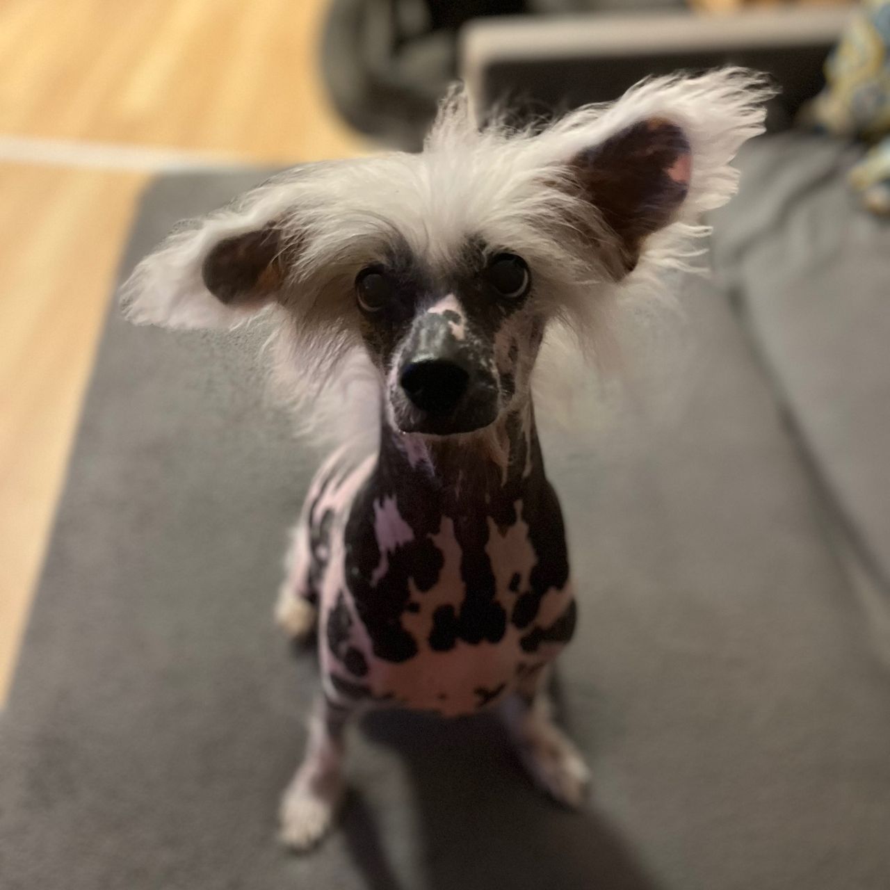 Soutěžní fotografie - Meggie,  Čínský chocholatý pes