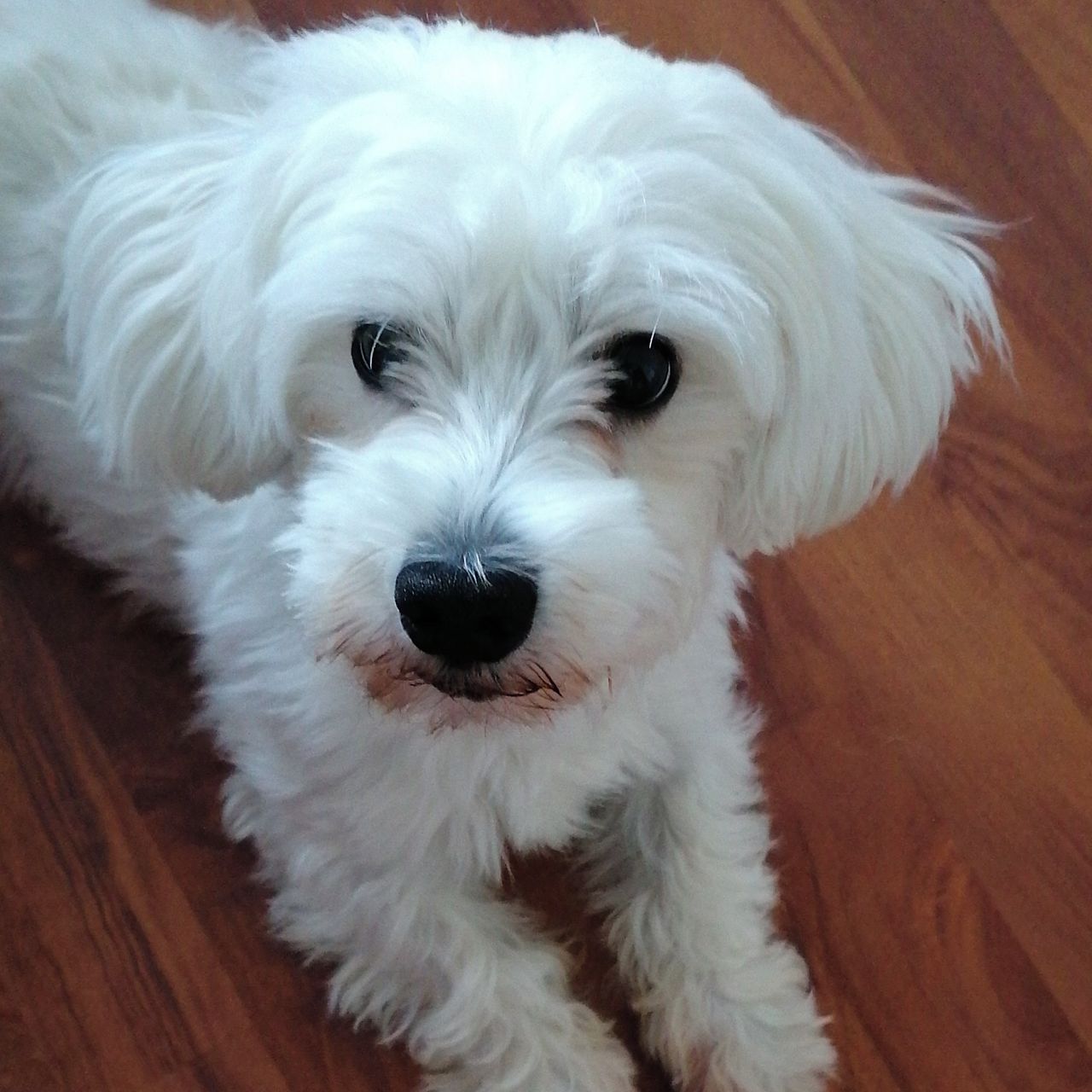 Soutěžní fotografie - Max,  Maltézský psík