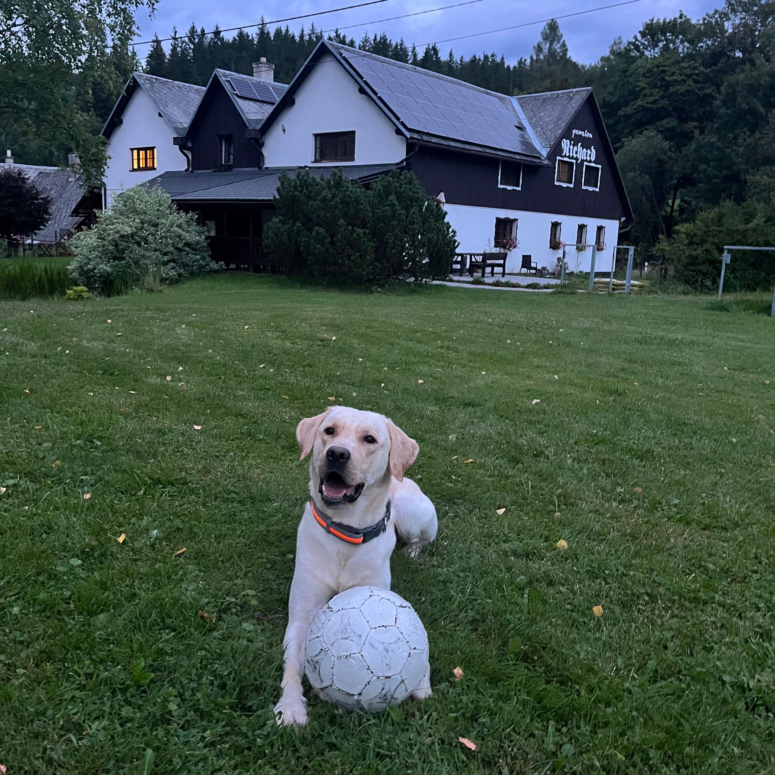 Soutěžní fotografie - Kiro,  Labradorský retriever