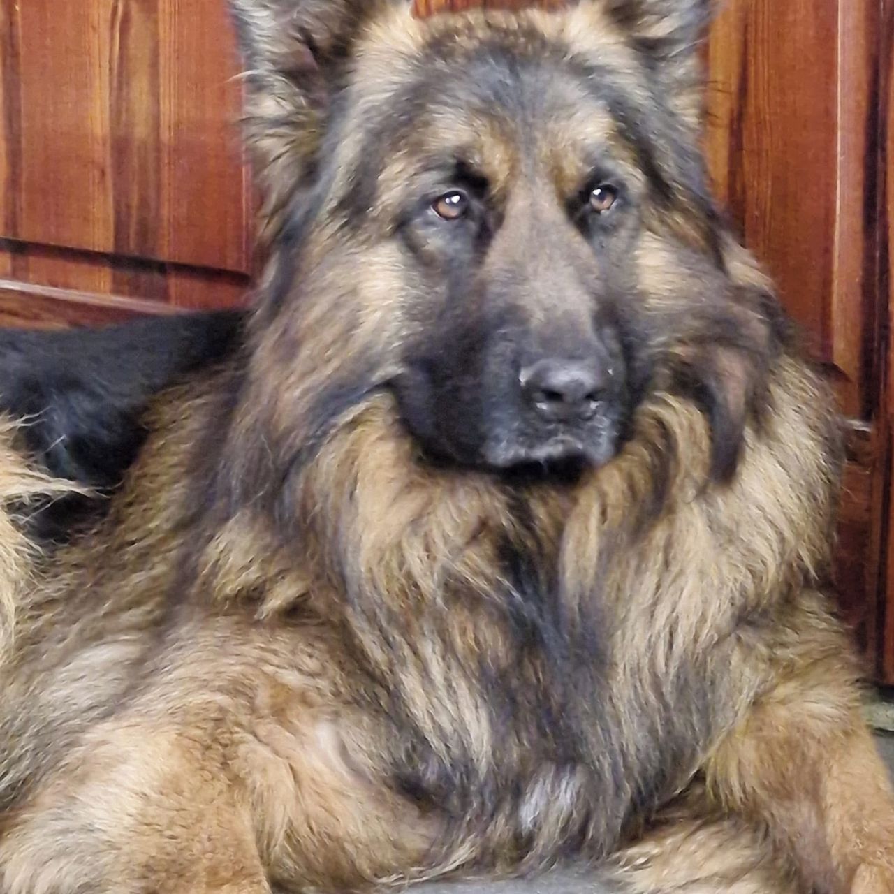 Soutěžní fotografie - Ax,  Německý ovčák