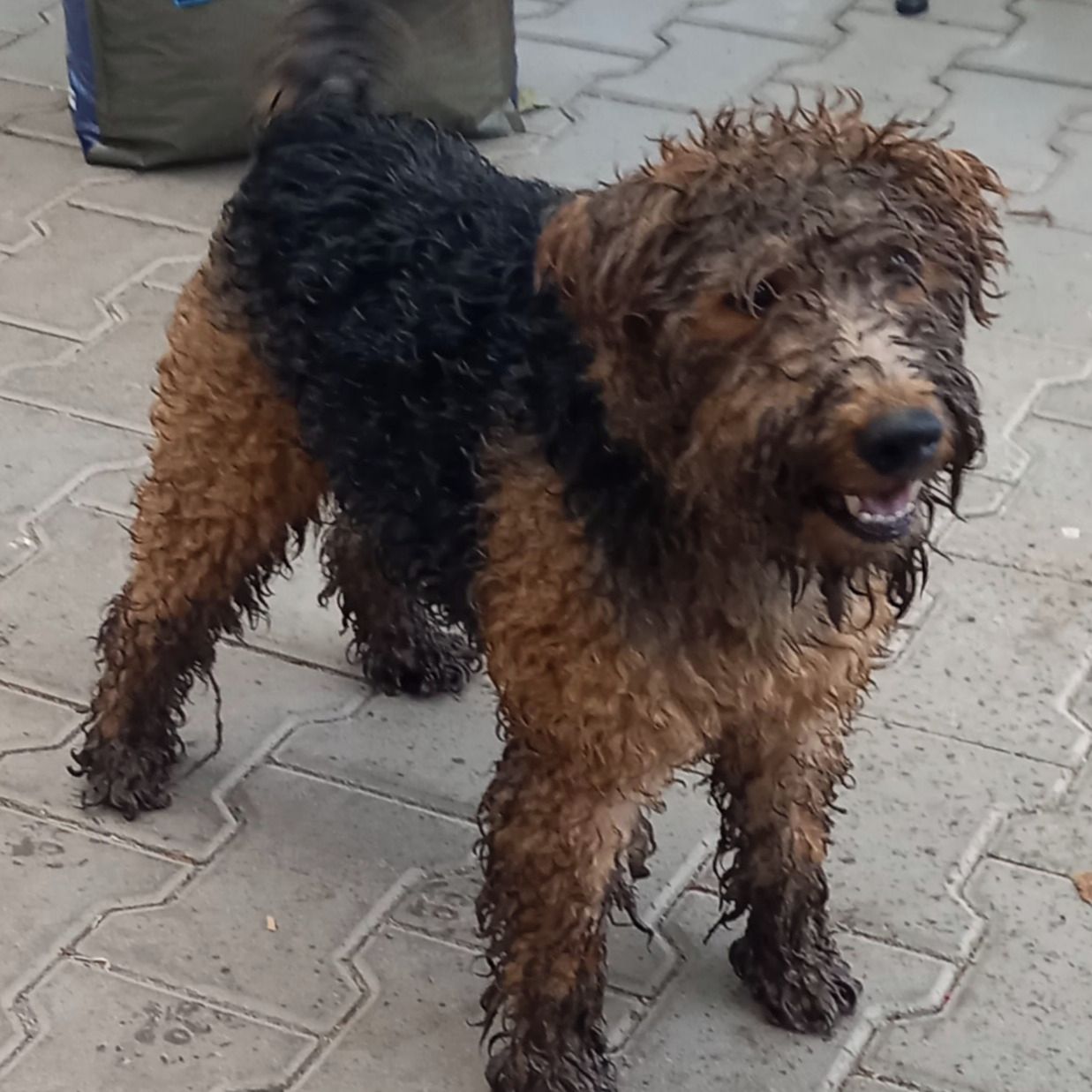 Soutěžní fotografie - Xir delafrok,  Welsh terier