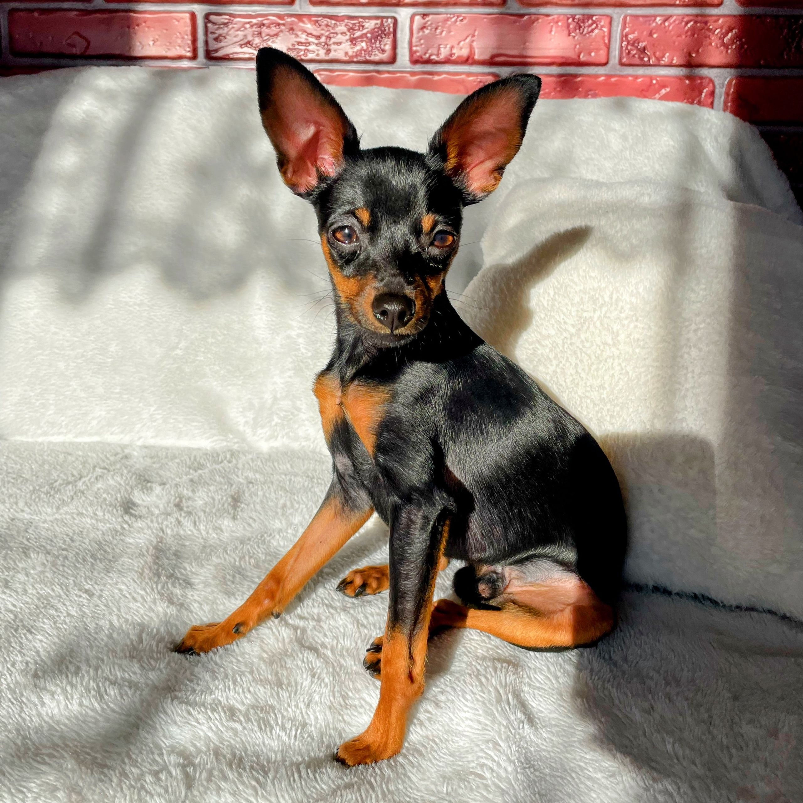 Soutěžní fotografie - Chuck Norris,  Pražský krysařík