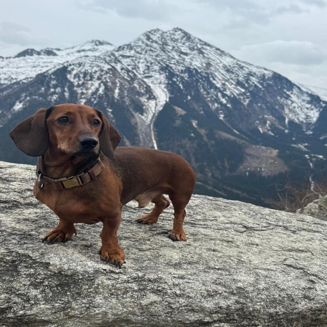 Soutěžní fotografie - Čip,  Jezevčík