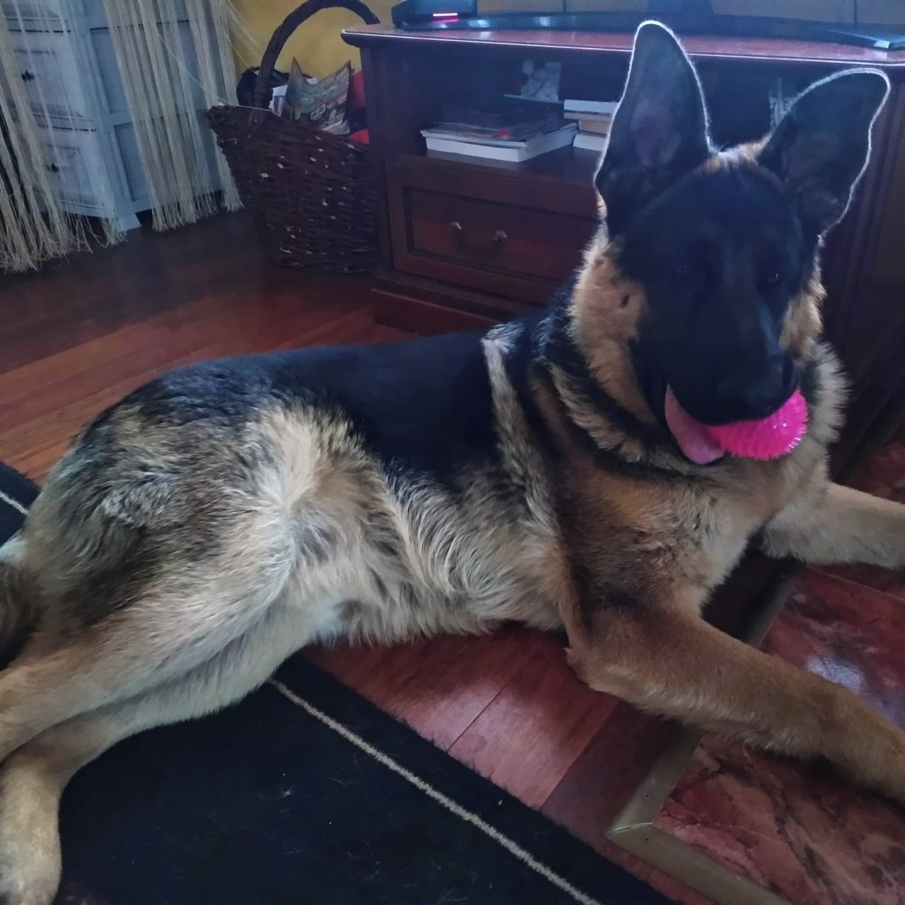 Soutěžní fotografie - Jack,  Německý ovčák