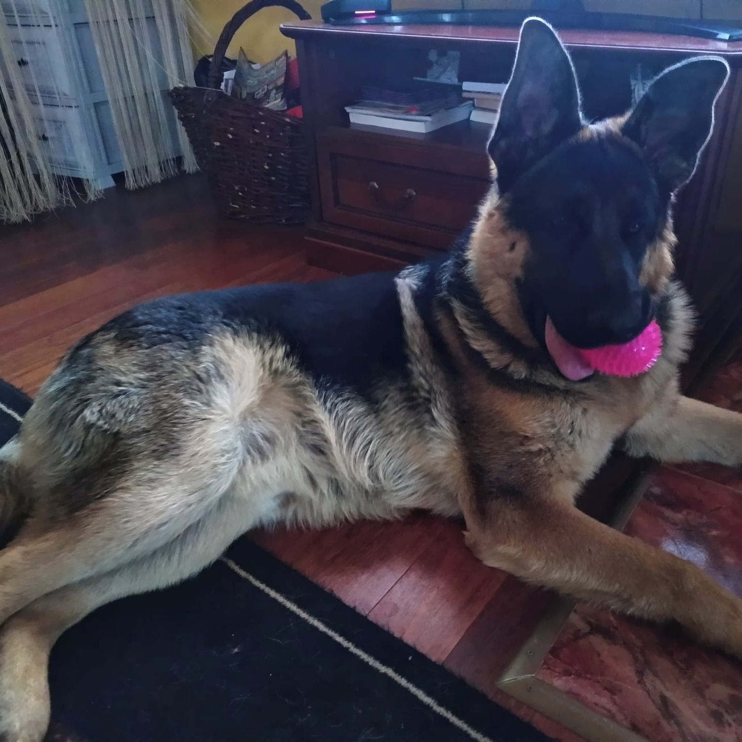 Soutěžní fotografie - Jack,  Německý ovčák