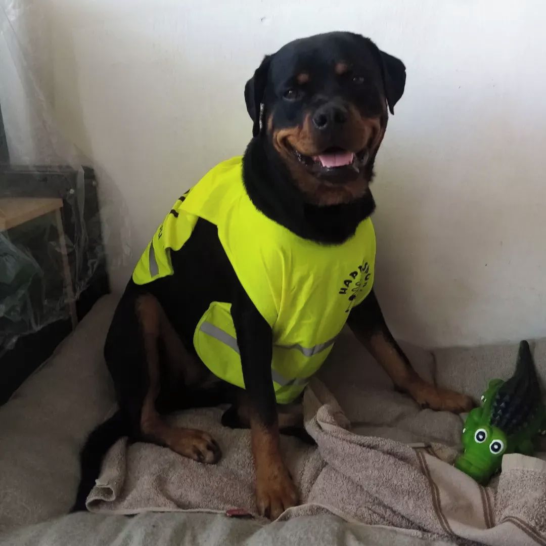 Soutěžní fotografie - Daphne,  Rotvajler