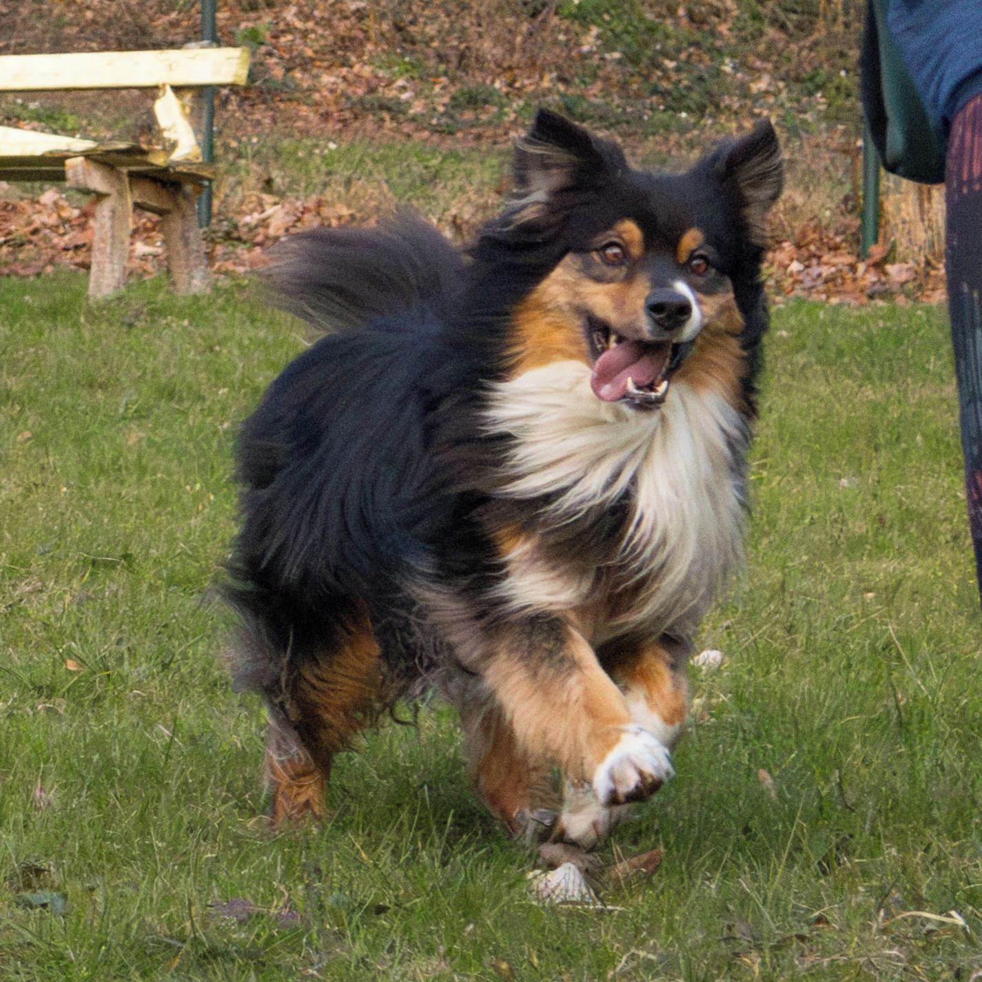 Soutěžní fotografie - Beexie,  Australský ovčák
