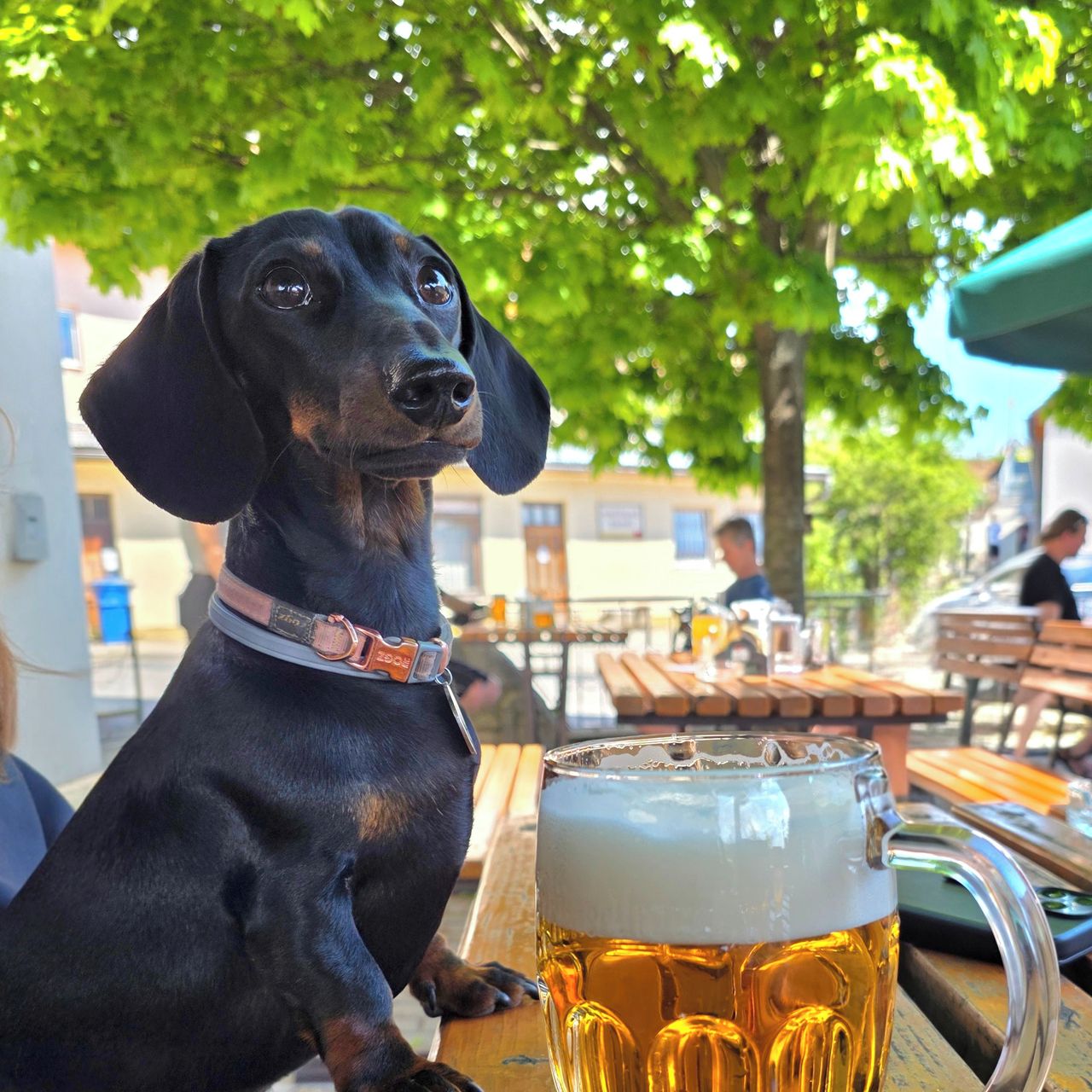 Soutěžní fotografie - Bedřiška,  Jezevčík