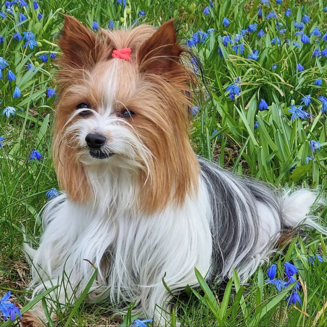 Soutěžní fotografie - Kess,  Yorkšírský terier