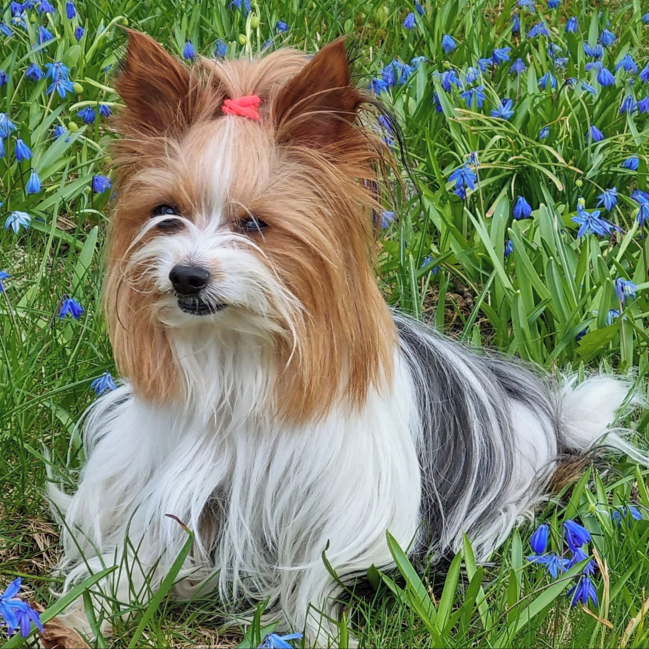 Soutěžní fotografie - Kess,  Yorkšírský terier