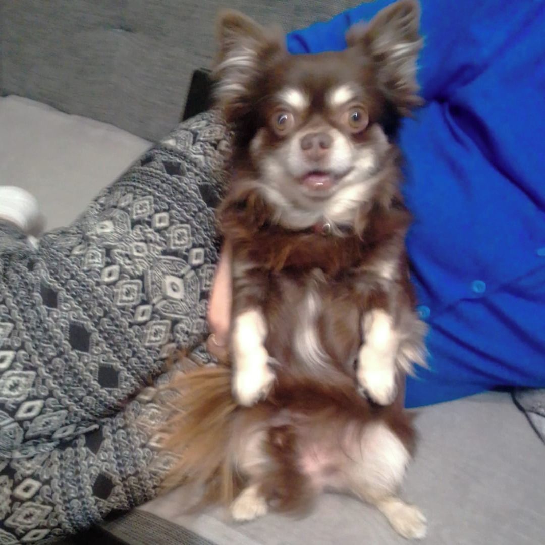 Soutěžní fotografie - Bertík,  Čivava