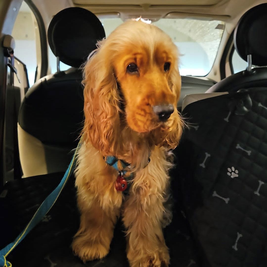 Soutěžní fotografie - Sir Albert,  Anglický kokršpaněl