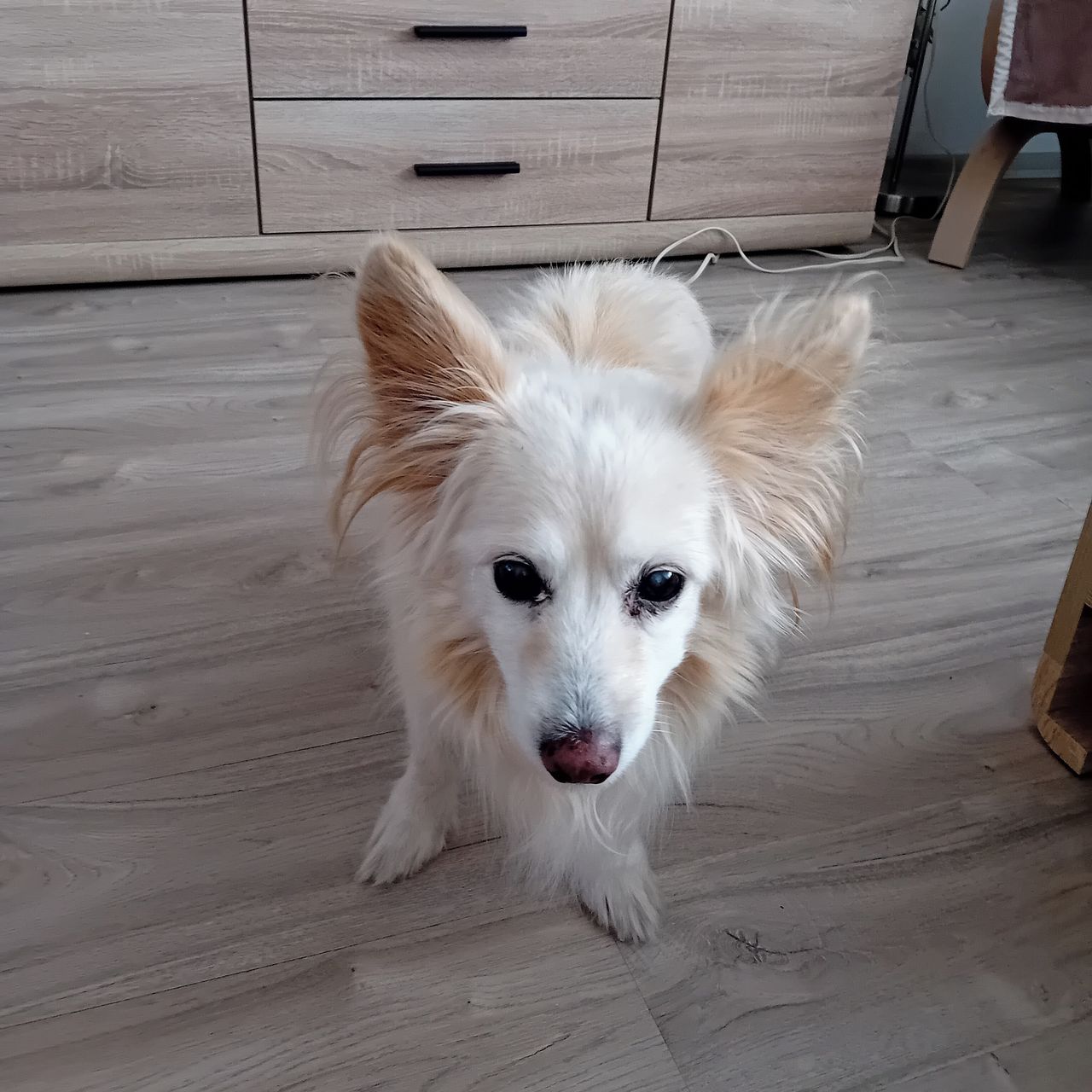 Soutěžní fotografie - Benji,  Ostatní