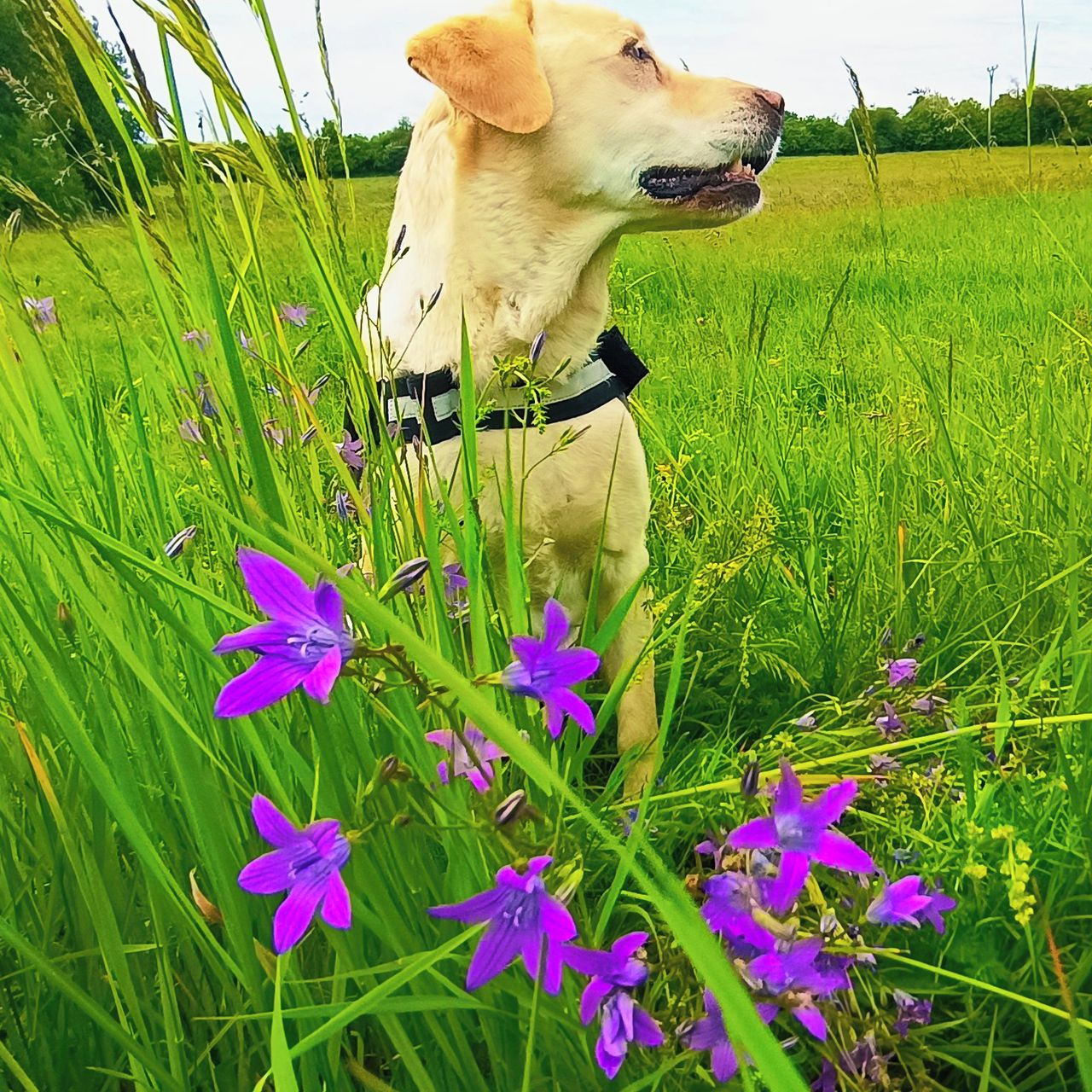 Soutěžní fotografie - Belinka,  Labradorský retriever