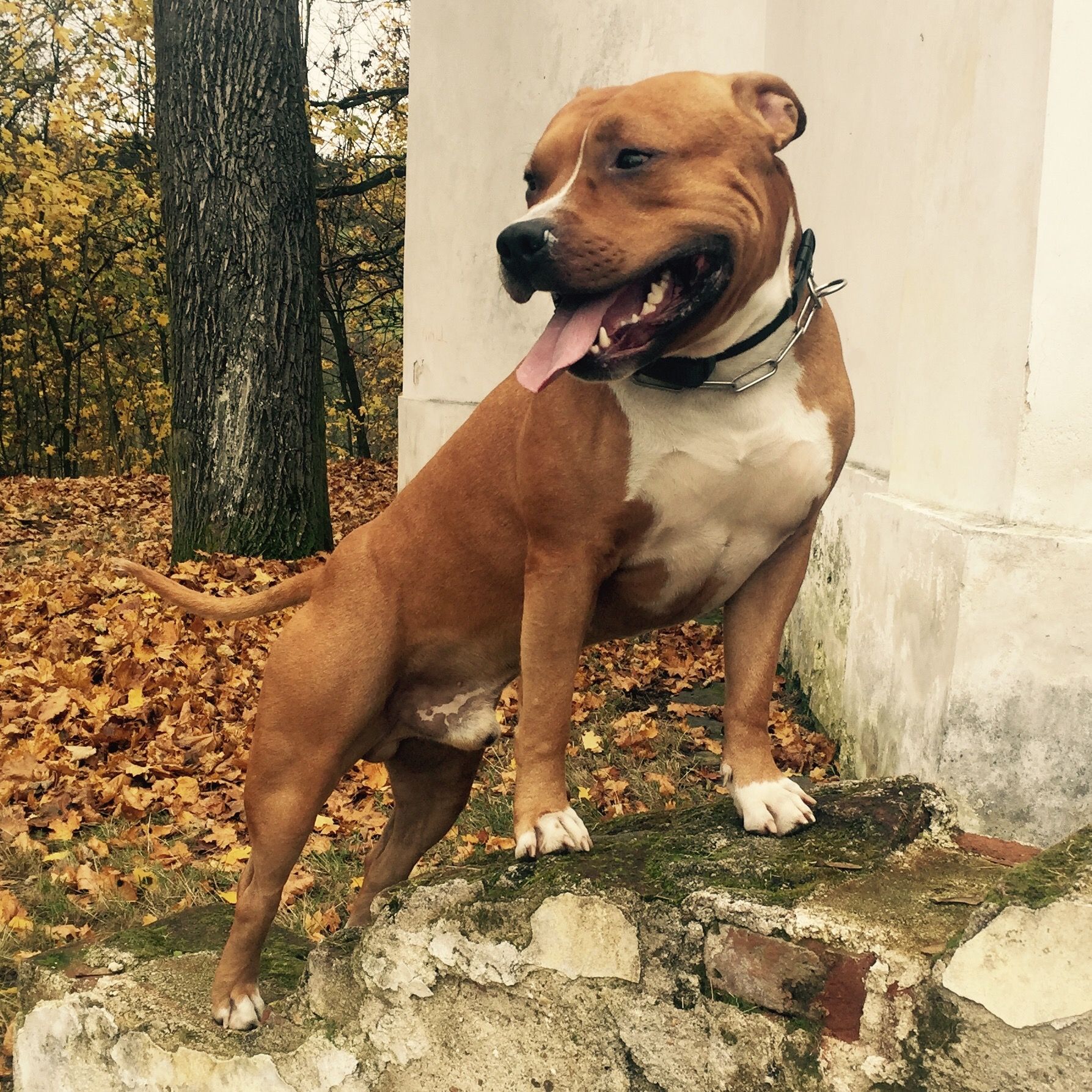 Soutěžní fotografie - Art,  Americký stafordširský terier