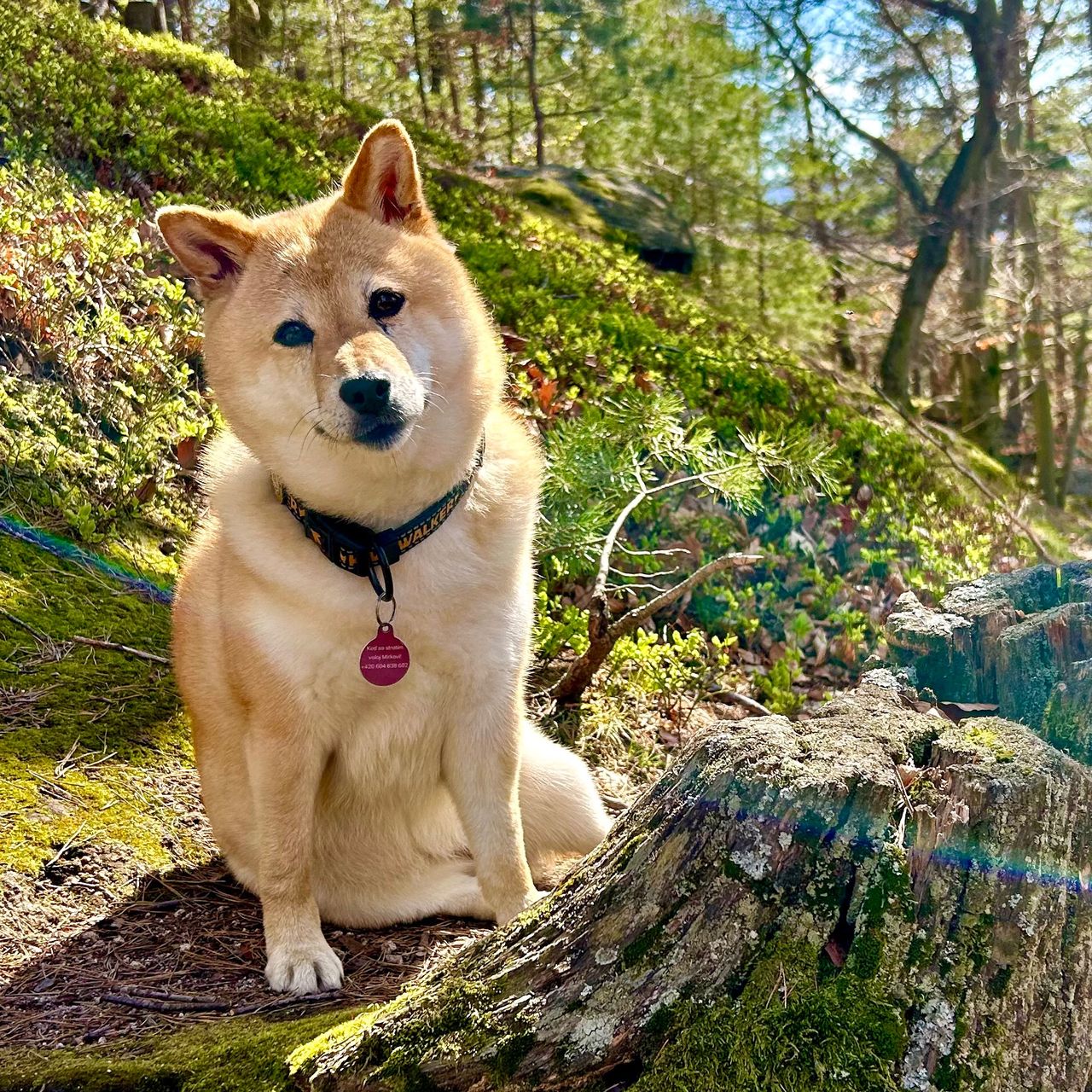 Soutěžní fotografie - Aimi,  Shiba