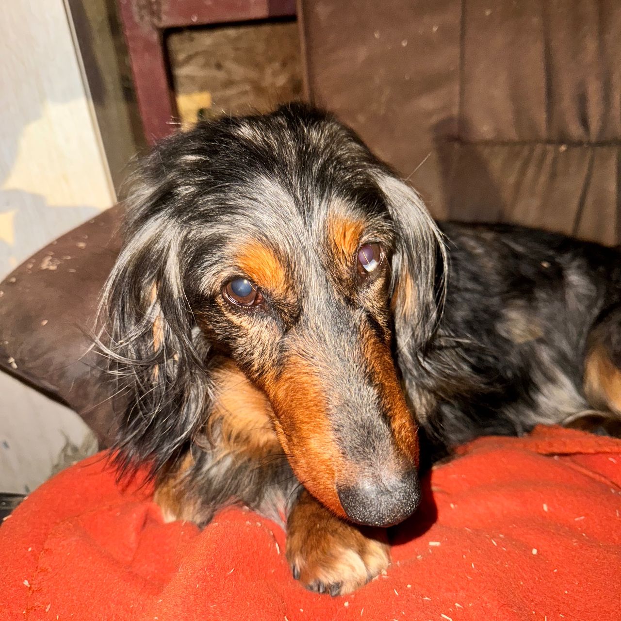 Soutěžní fotografie - Speedy,  Jezevčík