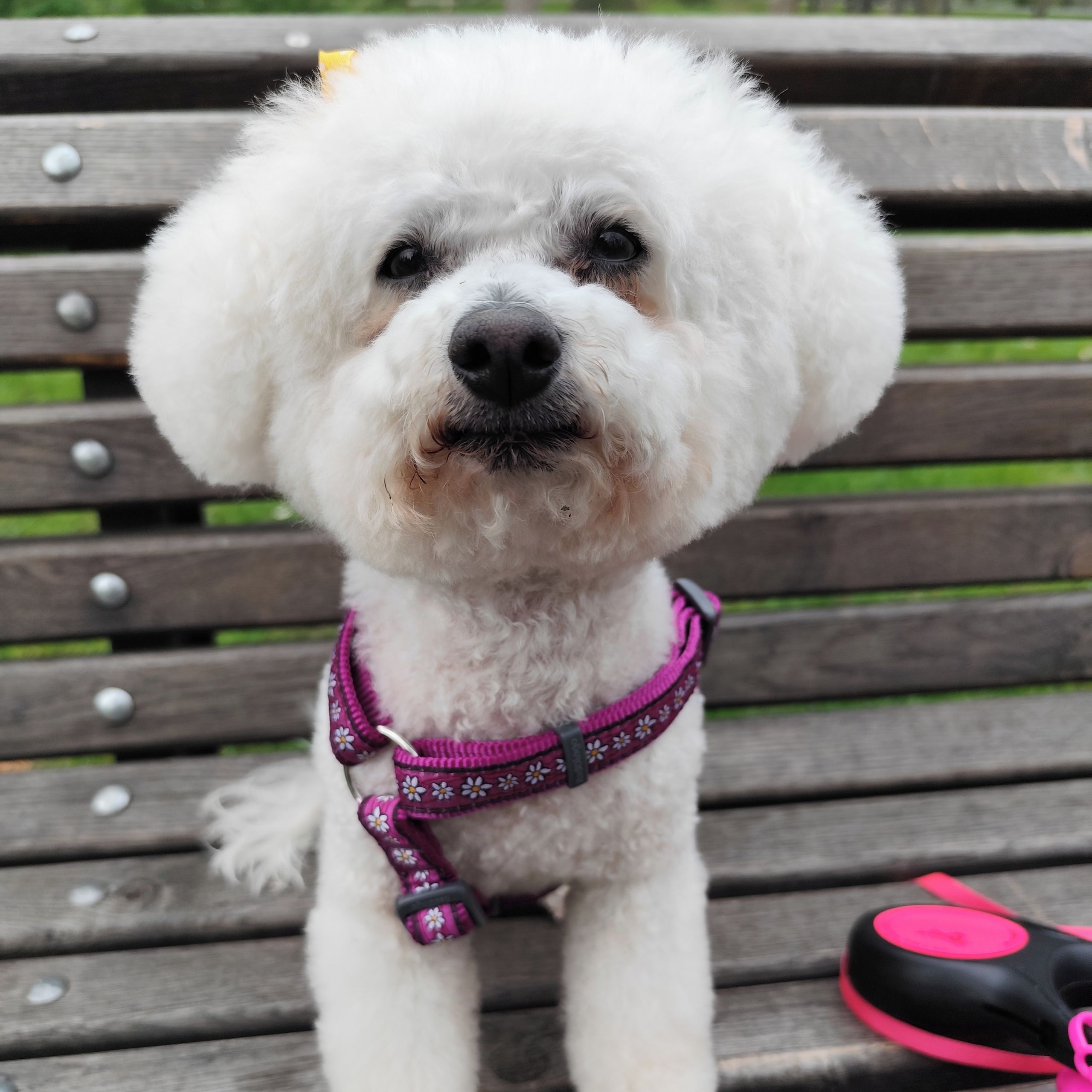 Soutěžní fotografie - Eliška,  Bišonek