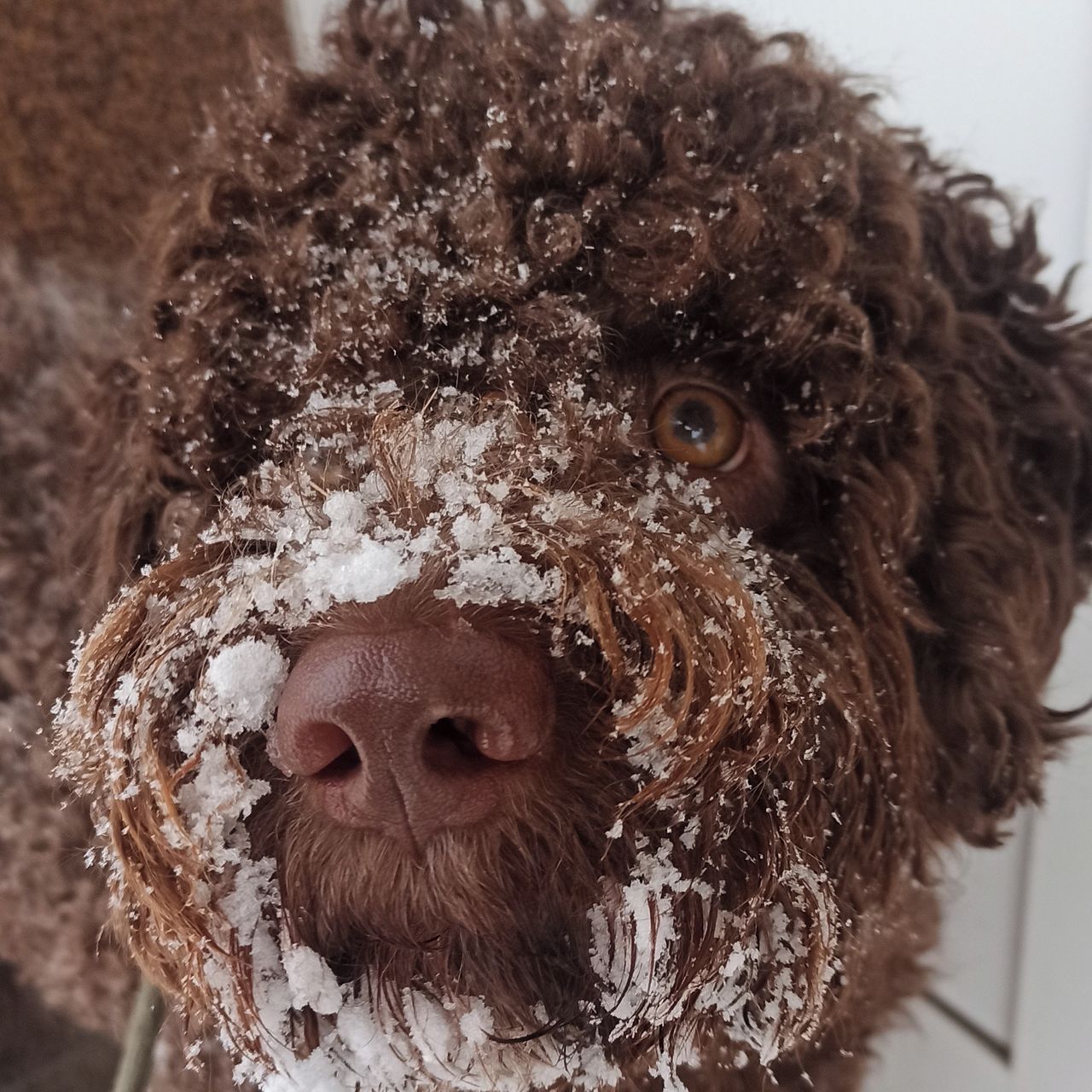 Soutěžní fotografie - Bertík,  Lagotto romagnolo