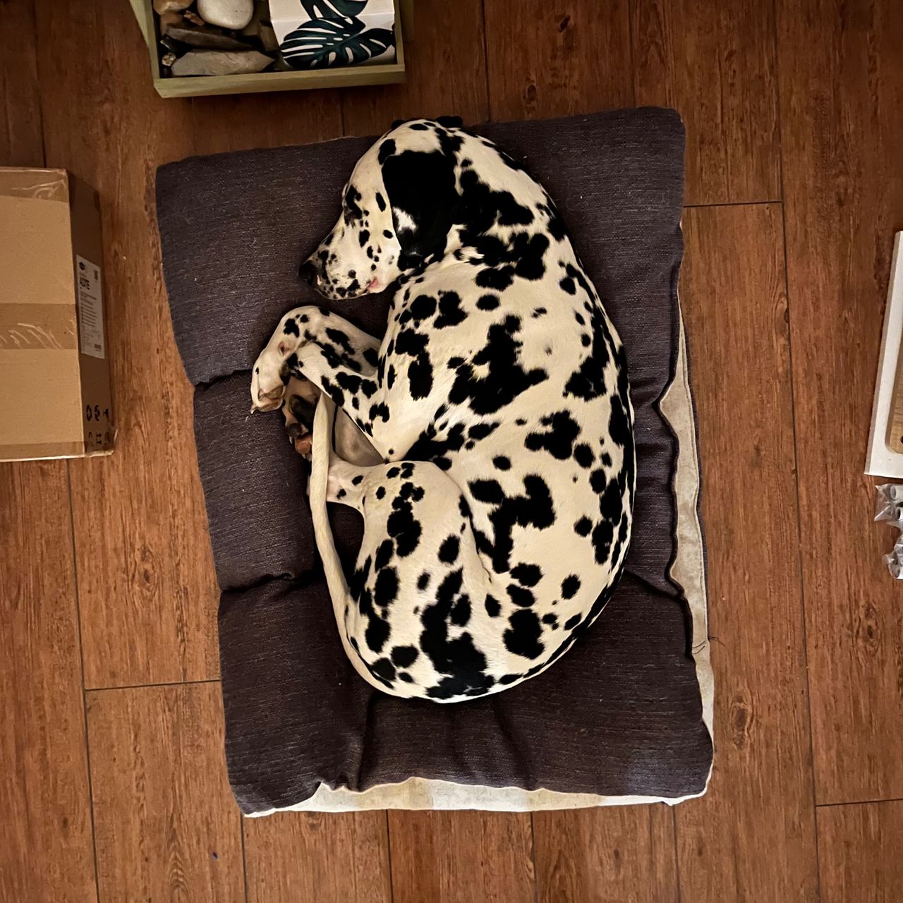 Soutěžní fotografie - Meggie,  Dalmatin