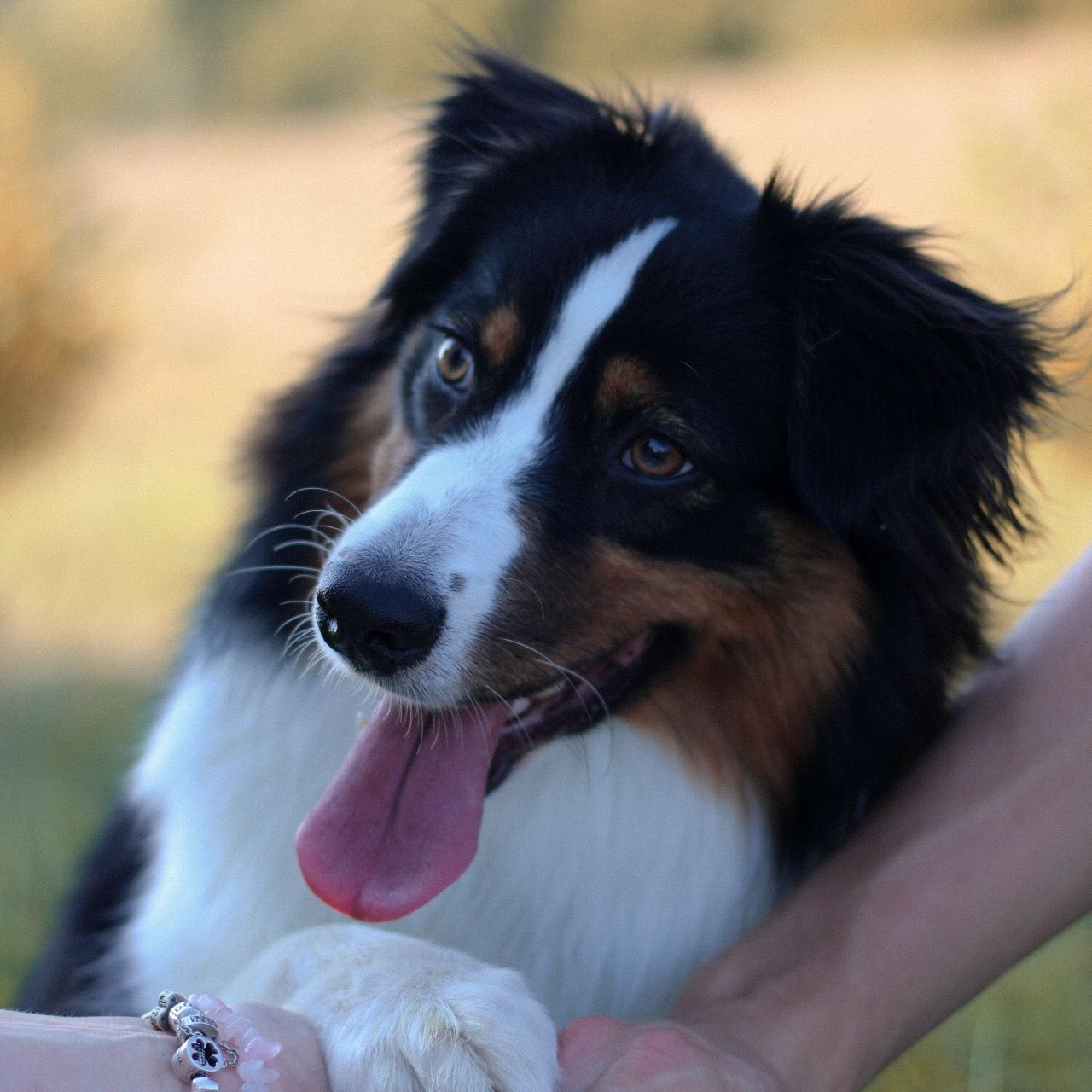 Soutěžní fotografie - Kiara,  Australský ovčák