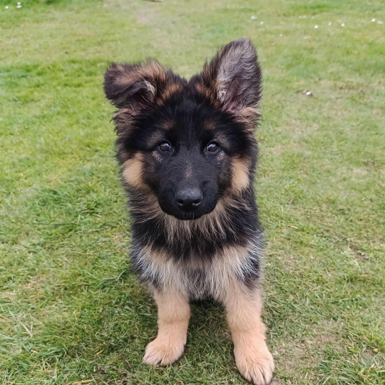 Soutěžní fotografie - Bally,  Německý ovčák