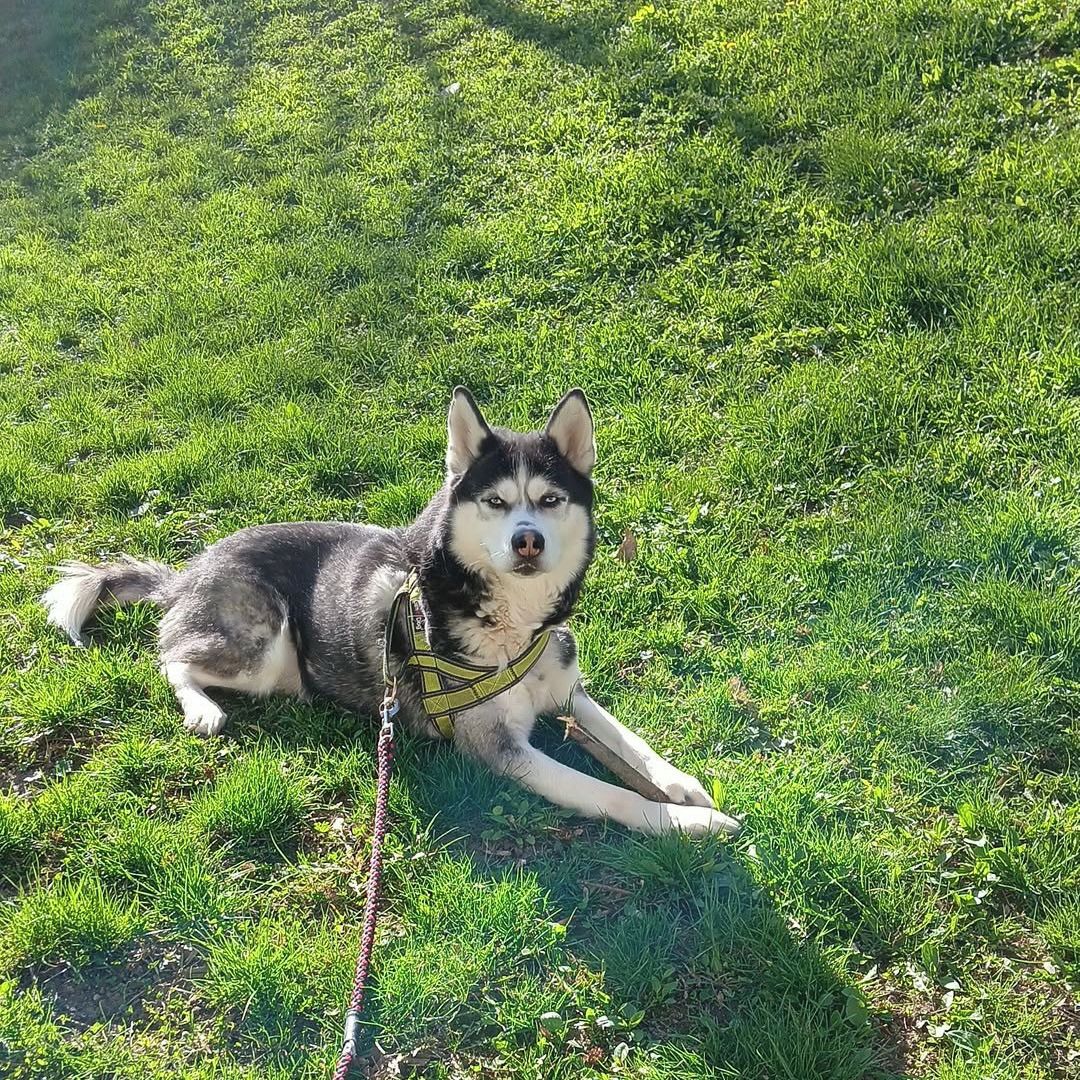 Soutěžní fotografie - Snow,  Sibiřský husky