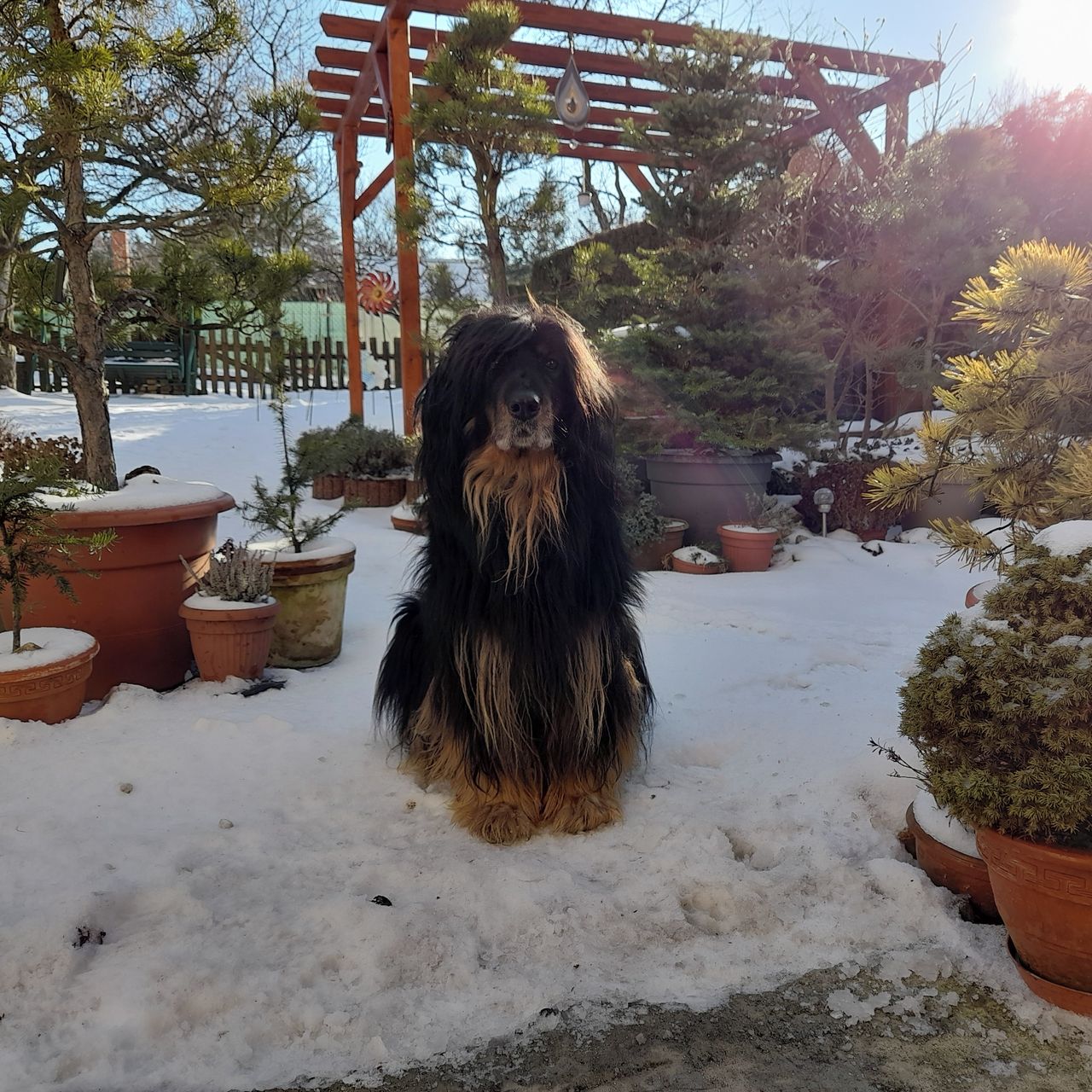 Soutěžní fotografie - Bella,  Hovawart