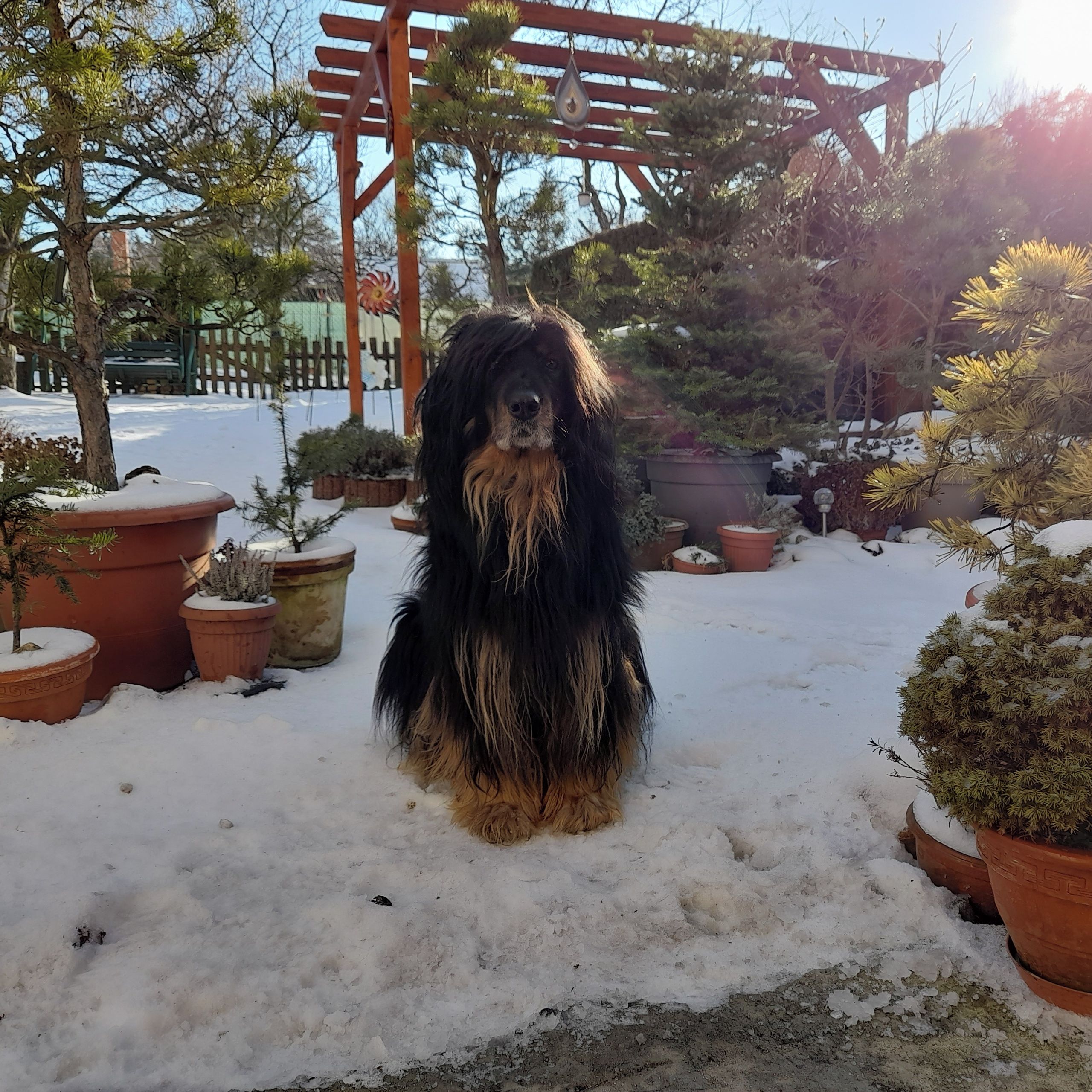 Soutěžní fotografie - Bella,  Hovawart