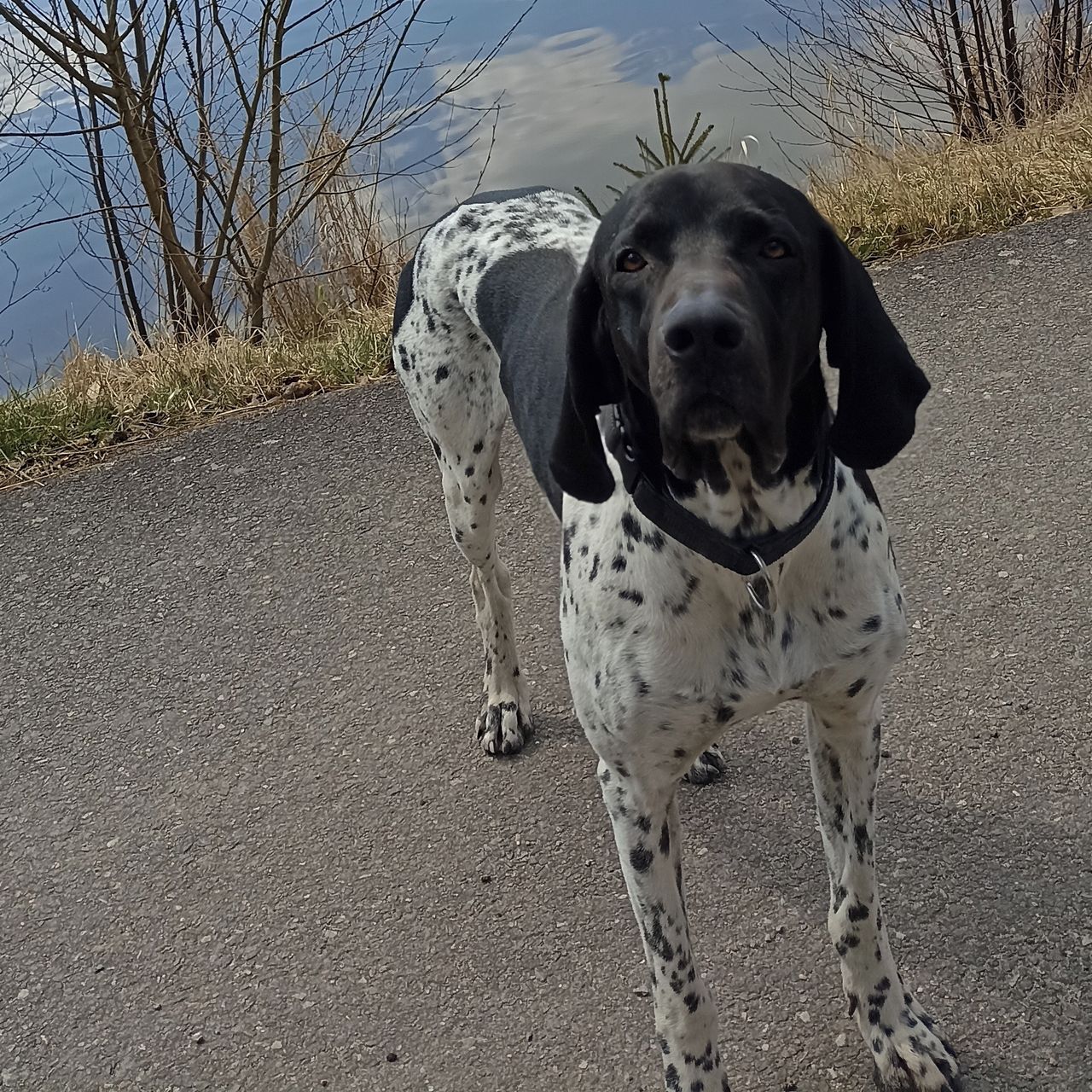 Soutěžní fotografie - Brad z Táborských lesů,  Ostatní