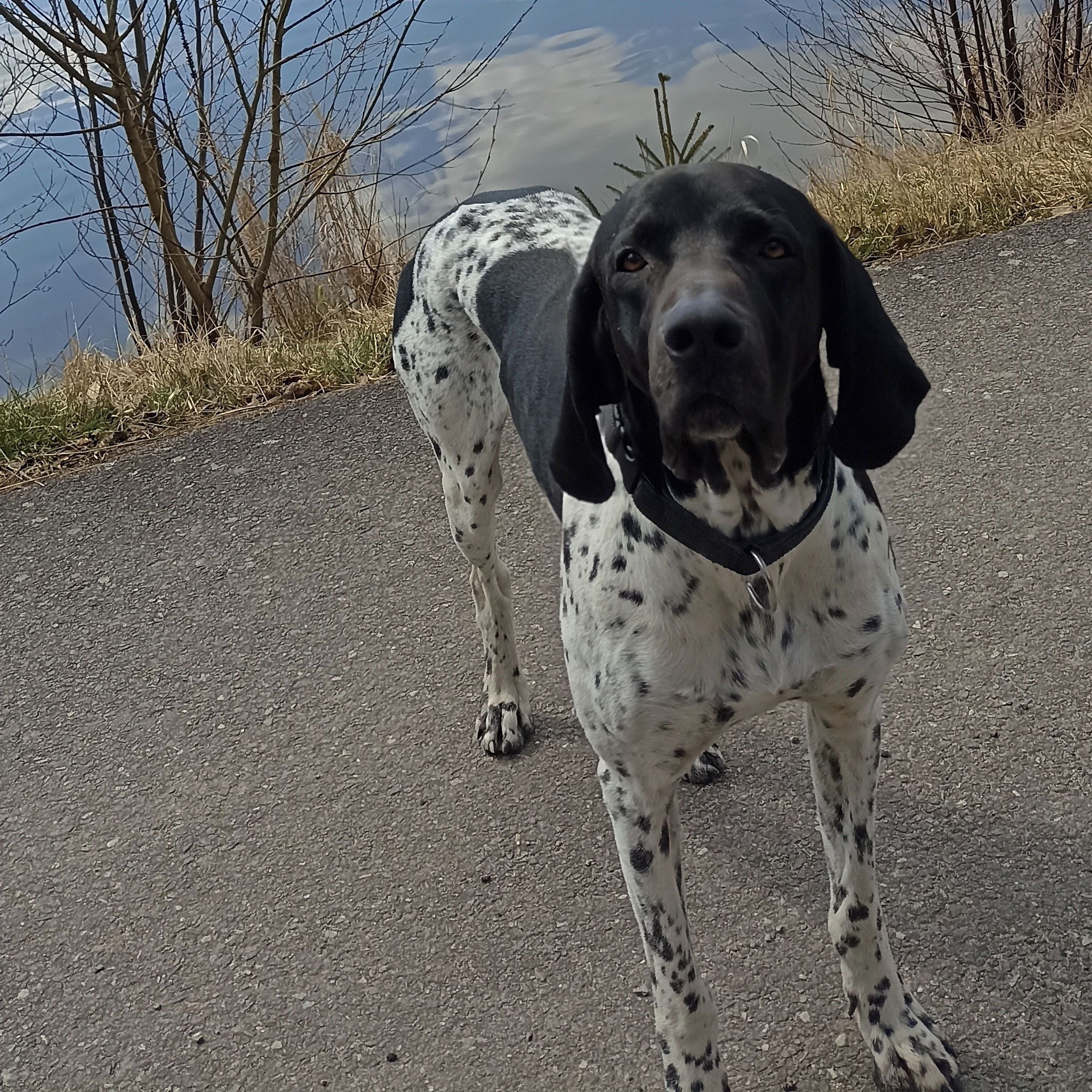 Soutěžní fotografie - Brad z Táborských lesů,  Ostatní
